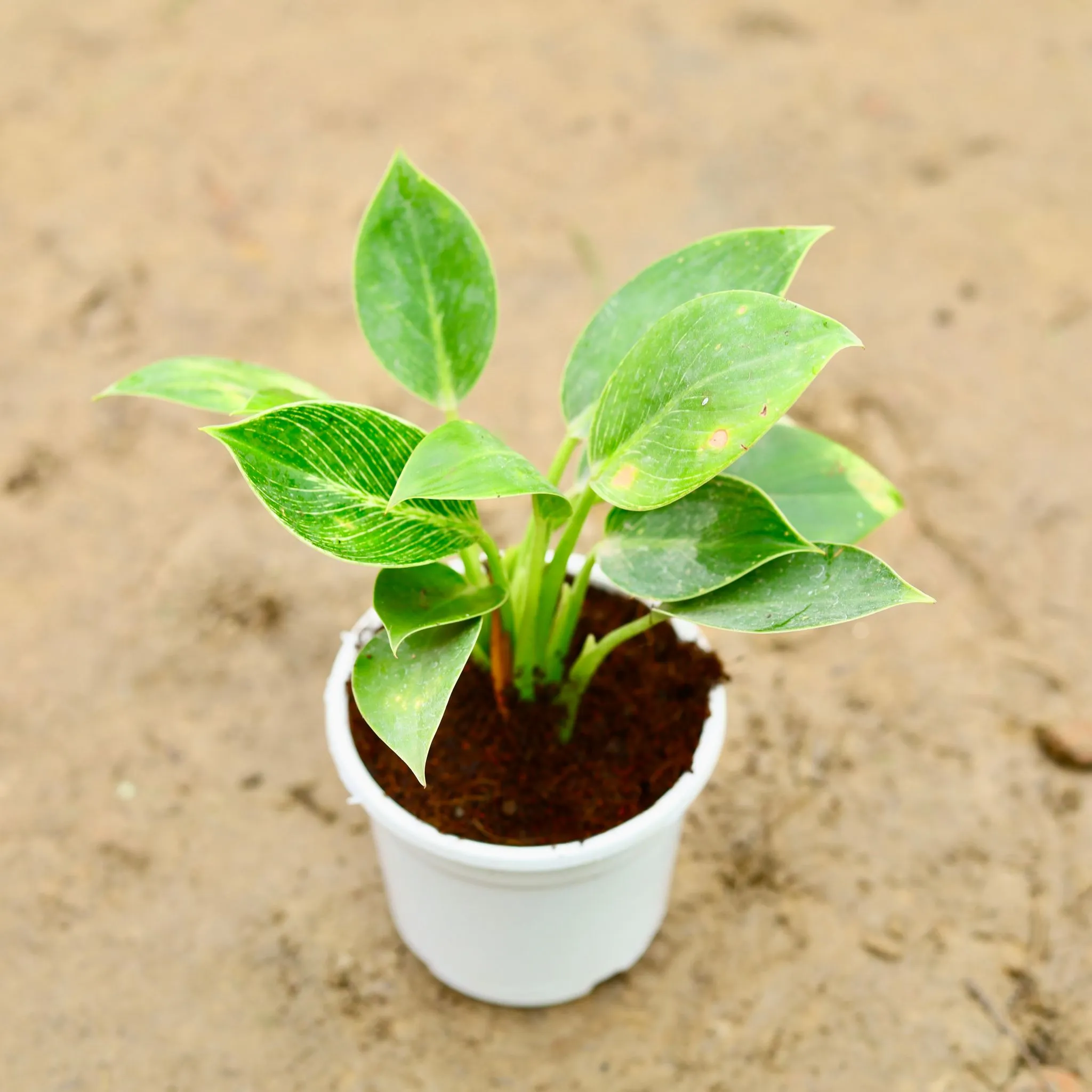 Philodendron Birkin in 6 Inch Nursery Pot
