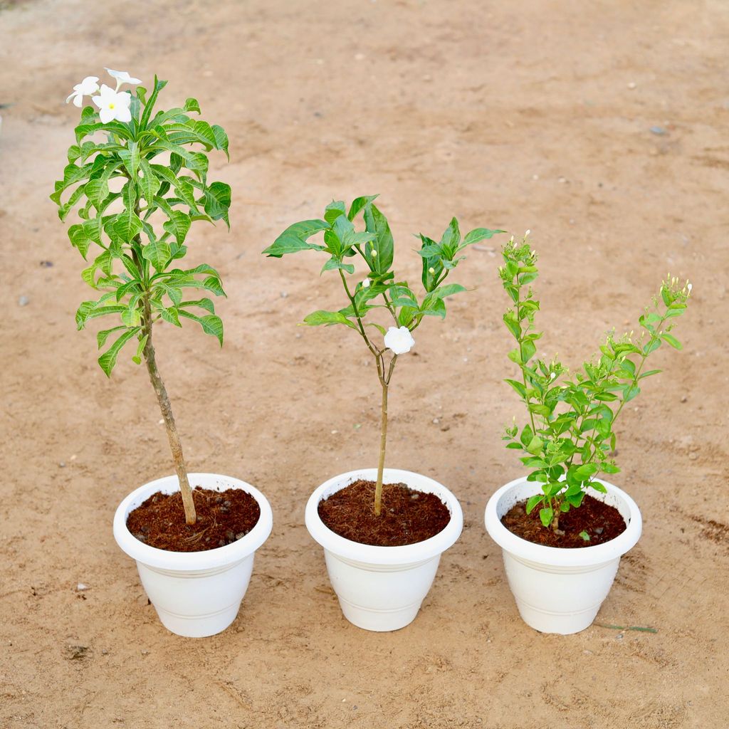 Set of 3 -Juni / Jasmine, Naag Champa & Double Chandni (any colour) in 10 Inch Classy White Plastic Pot