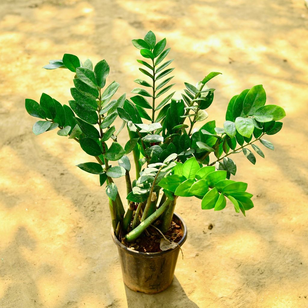 Buy Zz Green (2.5 - 3 Ft) in 8 Inch Nursery Pot Online | Urvann.com Zz Green (2.5 - 3 Ft) in 8 Inch Nursery Pot