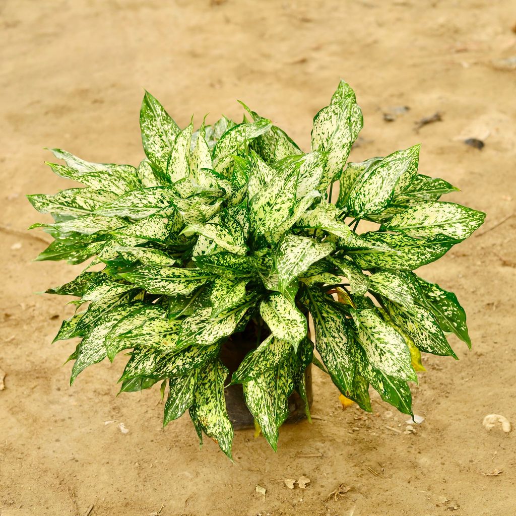 Buy Aglaonema Snow White Mother in 10 Inch Nursery Bag Online | Urvann.com Aglaonema Snow White Mother in 10 Inch Nursery Bag