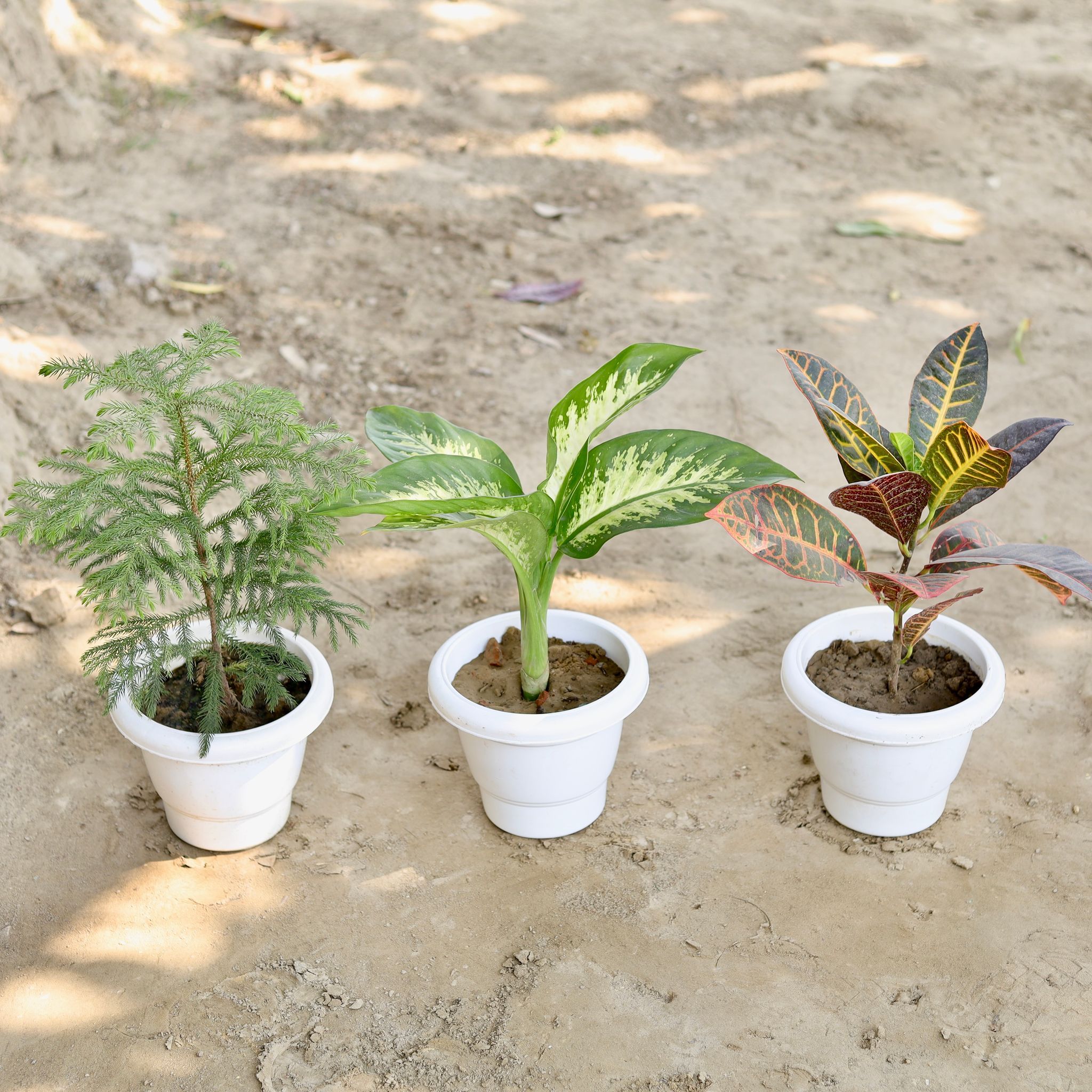 Set of 3 - Araucaria / Christmas Tree, Dieffenbachia, Croton Patra in 8 Inch Classy White Plastic Pot