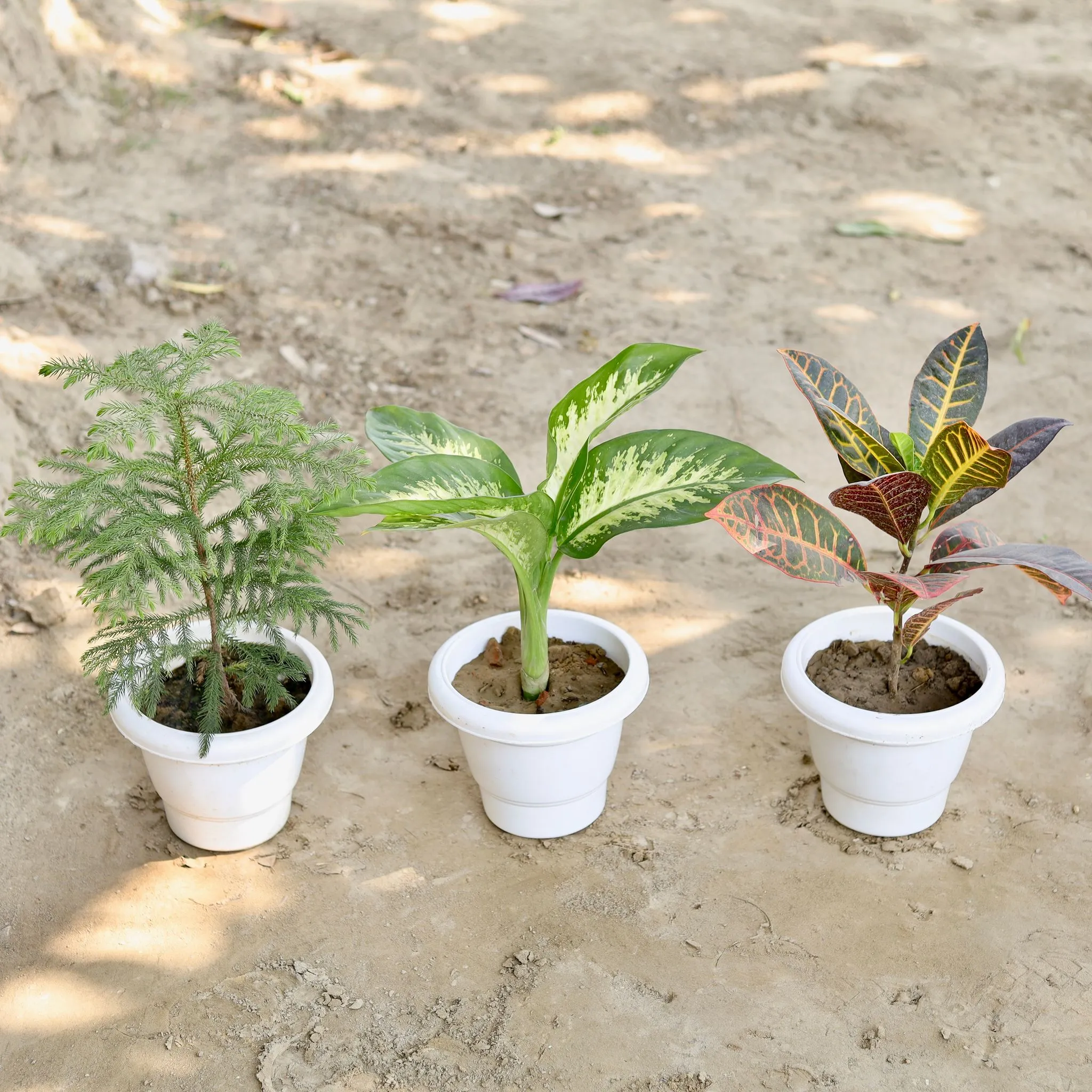 Set of 3 - Araucaria / Christmas Tree, Dieffenbachia, Croton Patra in 8 Inch Classy White Plastic Pot