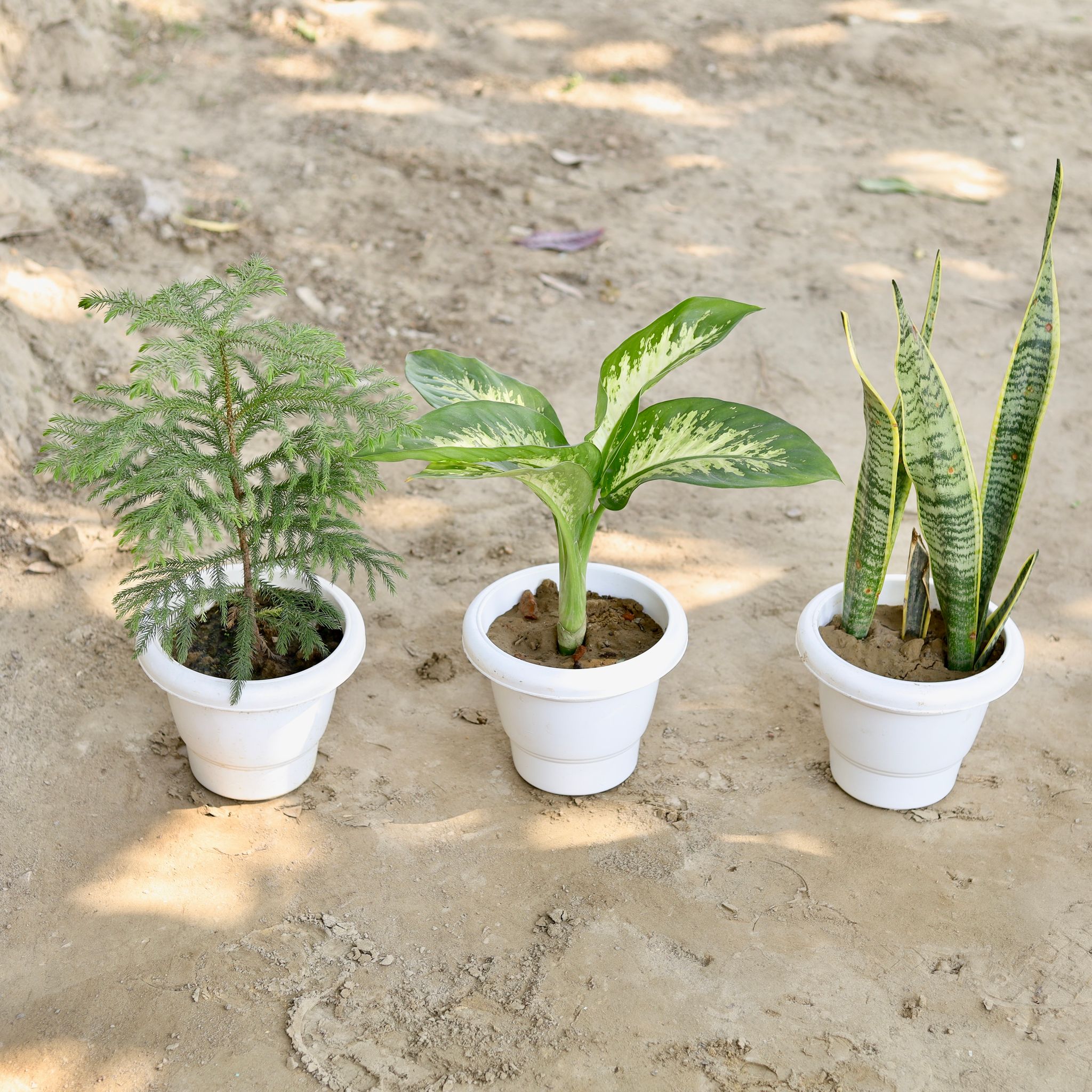 Set of 3 - Araucaria / Christmas Tree, Dieffenbachia, Snake Plant in 8 Inch Classy White Plastic Pot