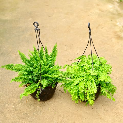 Set of 2 - Fern Green & Fern Green Bushy in 8 Inch Black Hanging Basket