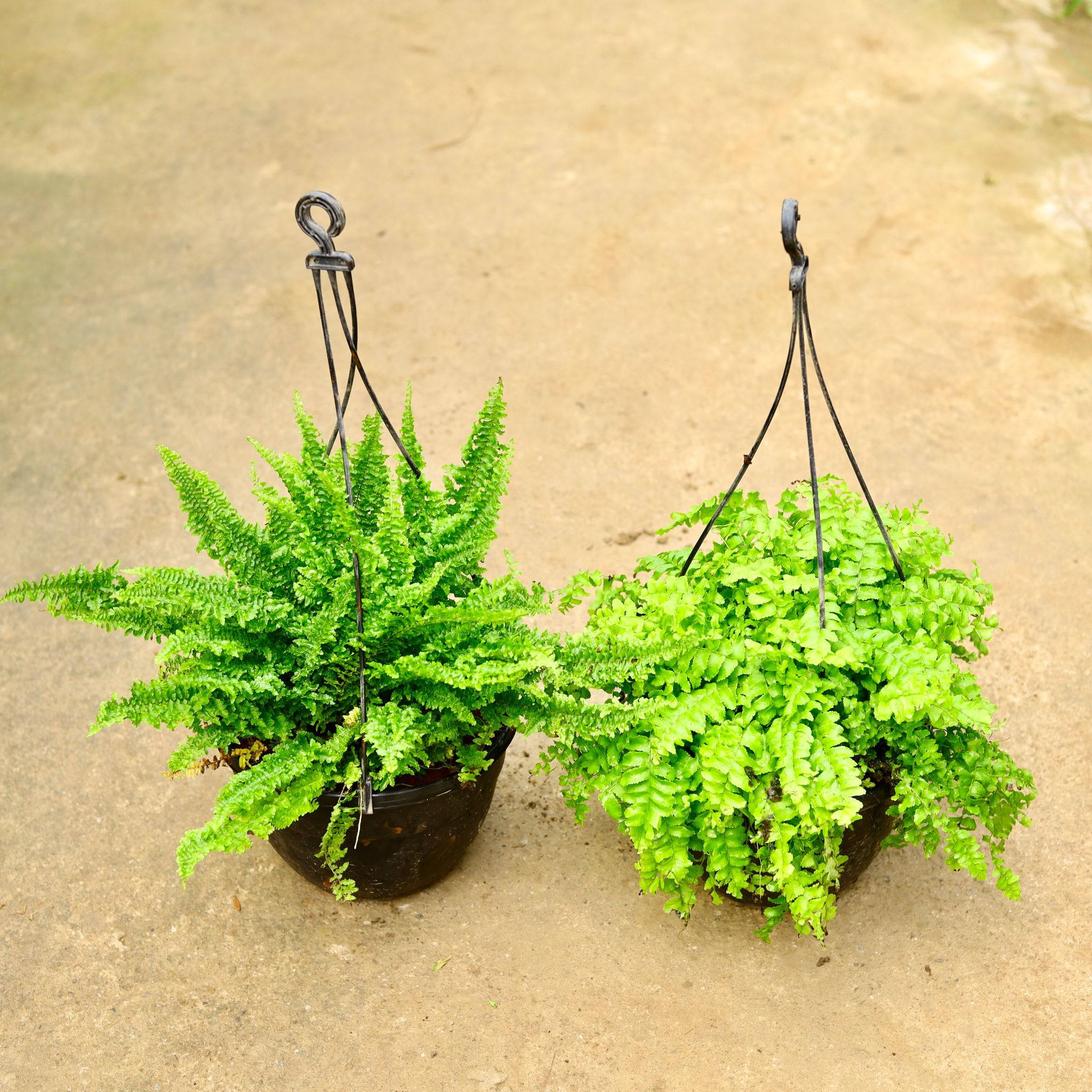 Set of 2 - Fern Green & Fern Green Bushy in 8 Inch Black Hanging Basket