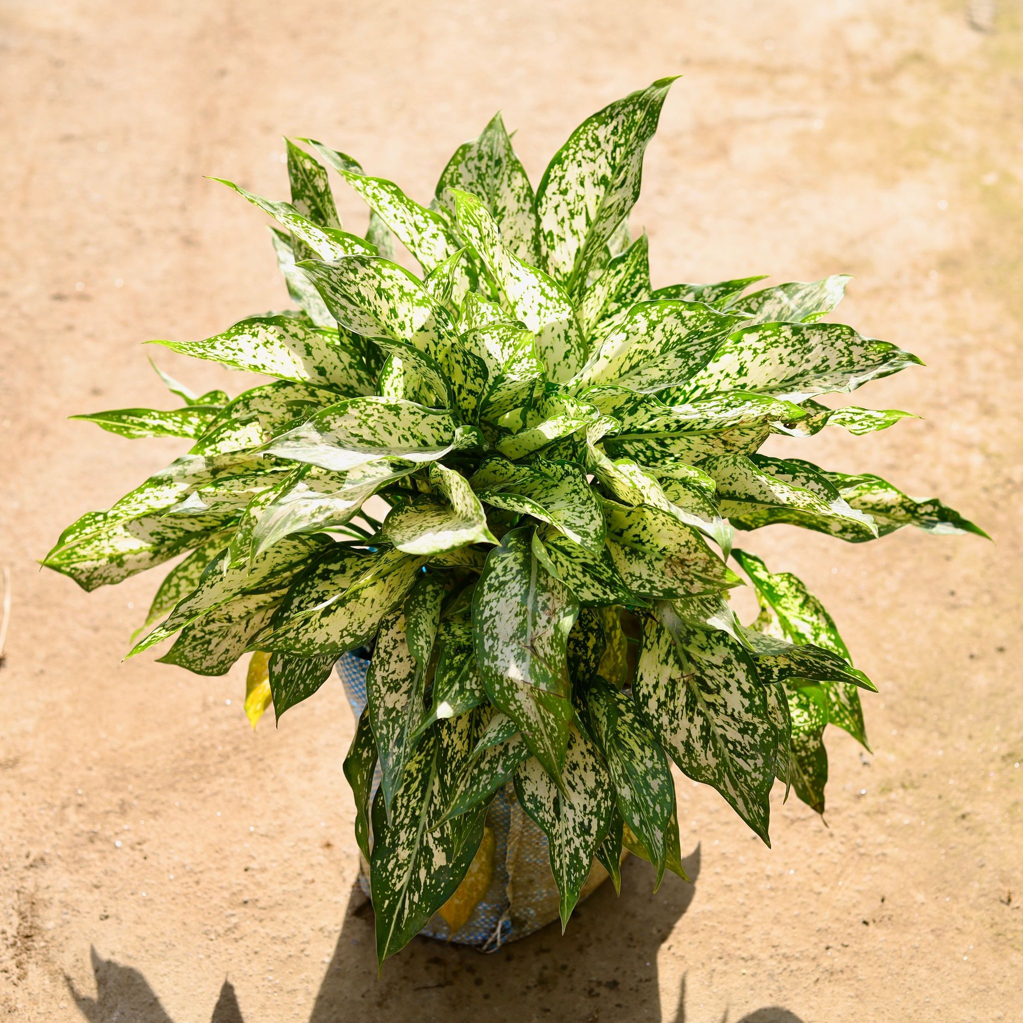 Aglaonema Snow White in 10 Inch Nursery bag
