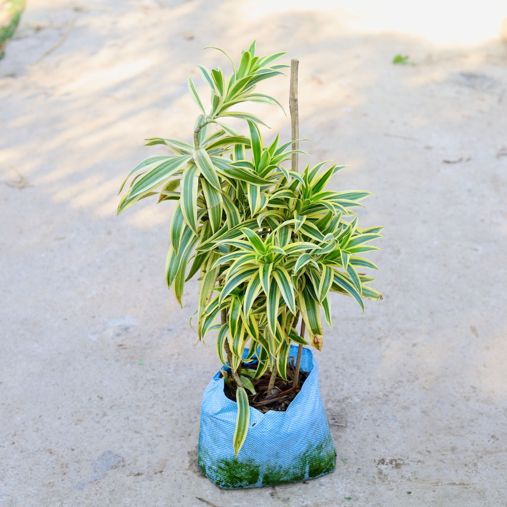 Song of India in 10 Inch Nursery bag