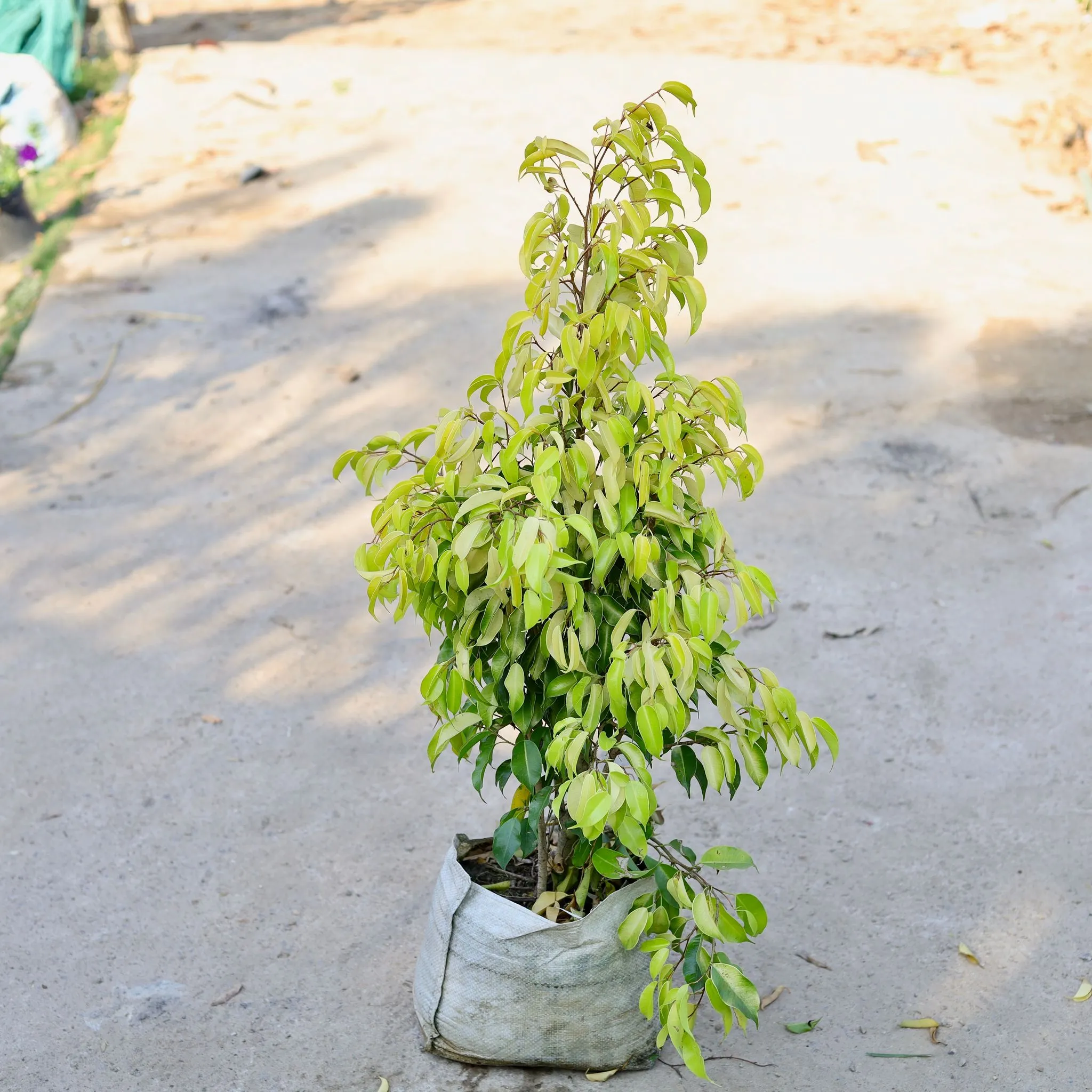 Ficus Benjamina in 10 Inch Nursery bag