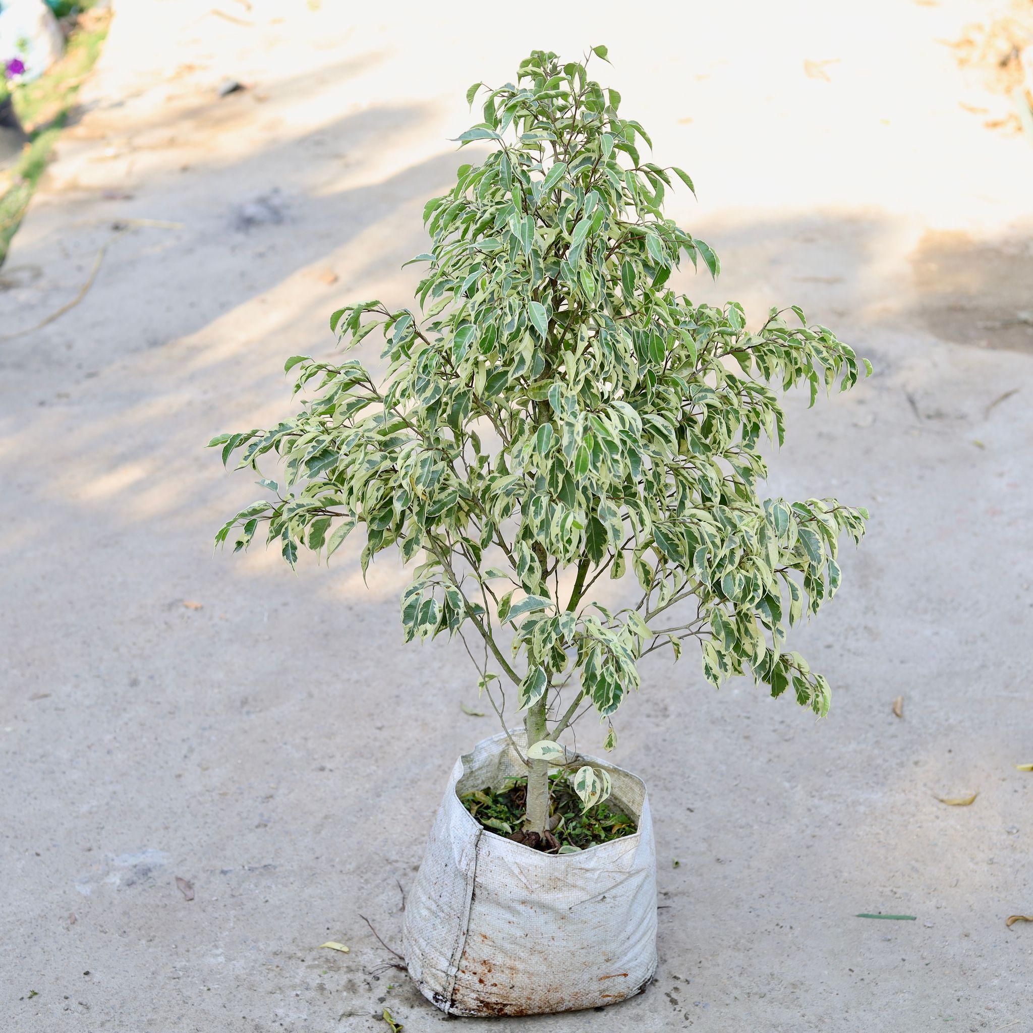 Ficus Starlight in 12 Inch Nursery bag