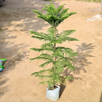 Araucaria / Christmas Tree (~ 5.5 Ft) in 12 Inch Nursery bag
