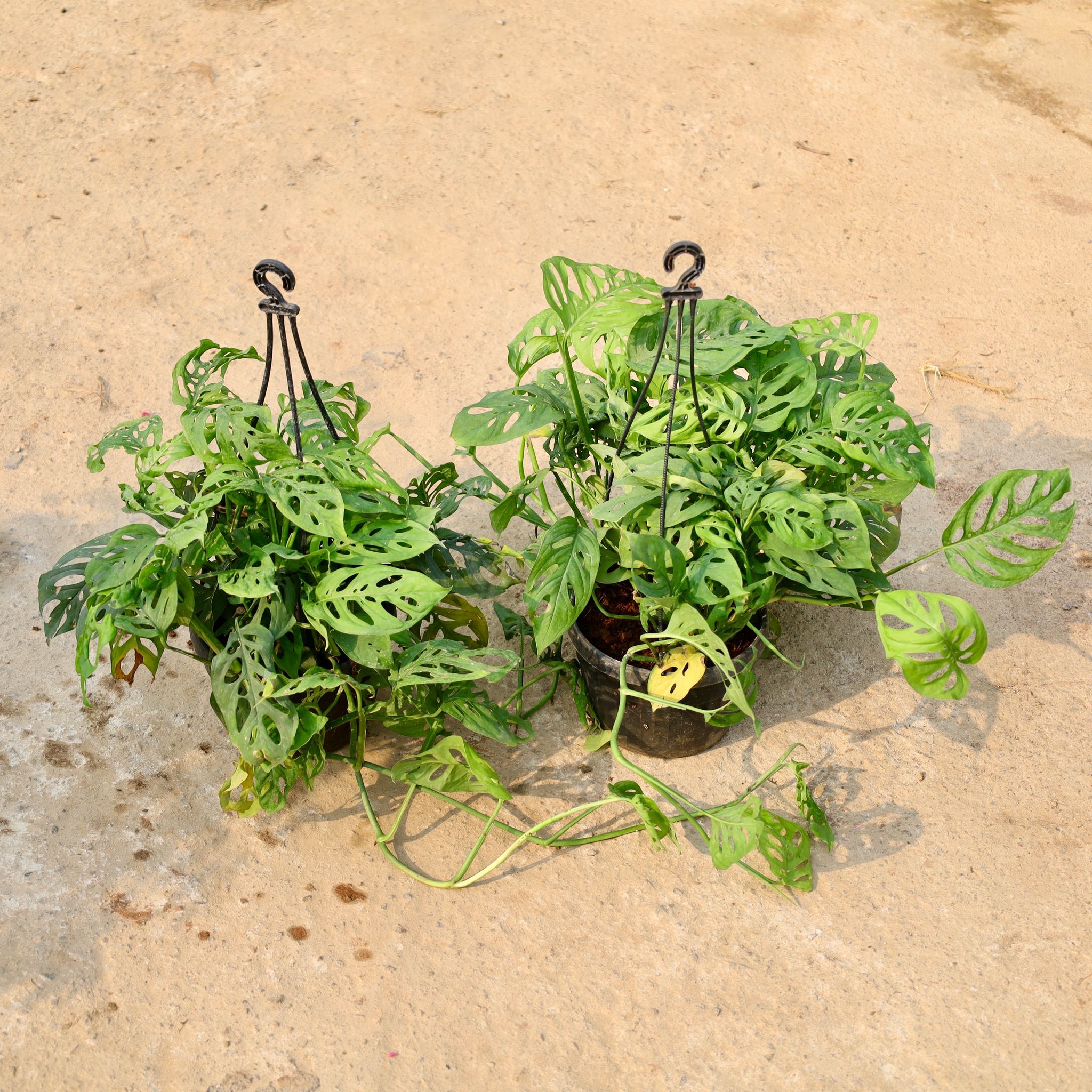 Set of 2 - Monstera Broken Heart in 8 Inch Black Hanging Basket
