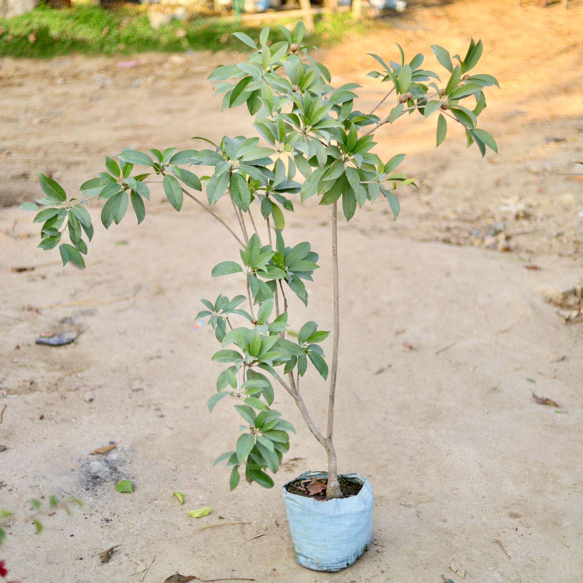 Chiku / Sapodilla in 10 Inch Nursery bag