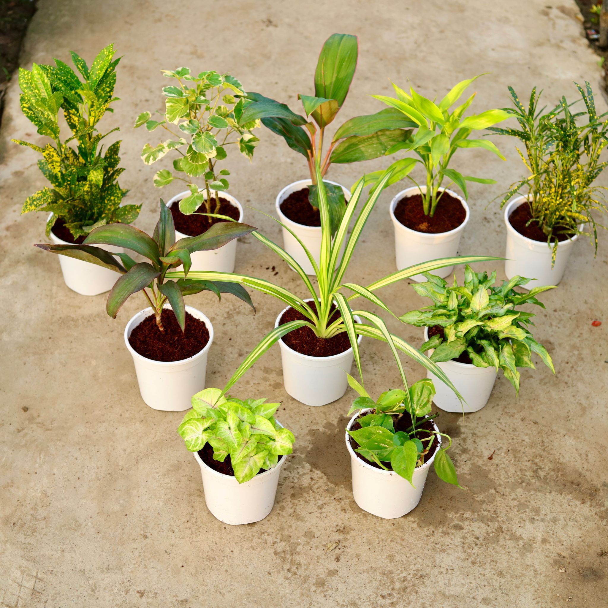 Set of 10 - Baby Croton, Aralia Dinner Plate, Dracaena Kedarnath, Lucky Bamboo, Chironji Croton, Dracaena Rosea, Pandanus , Syngonium Yami Green, Golden & Oxycardium Green in 6 Inch White Nursery Pot