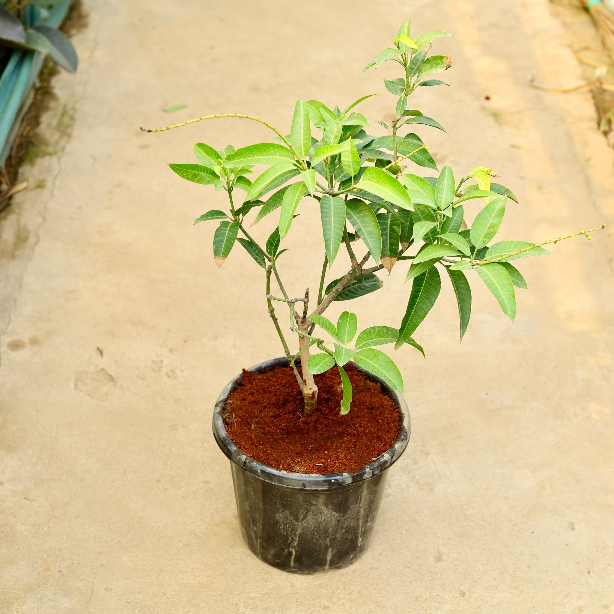 Thai Mango in 12 Inch Nursery Pot