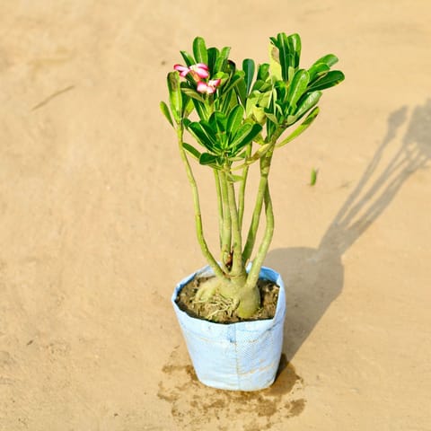 Adenium Bonsai (any colour) in 10 Inch Live Plant Nursery Bag