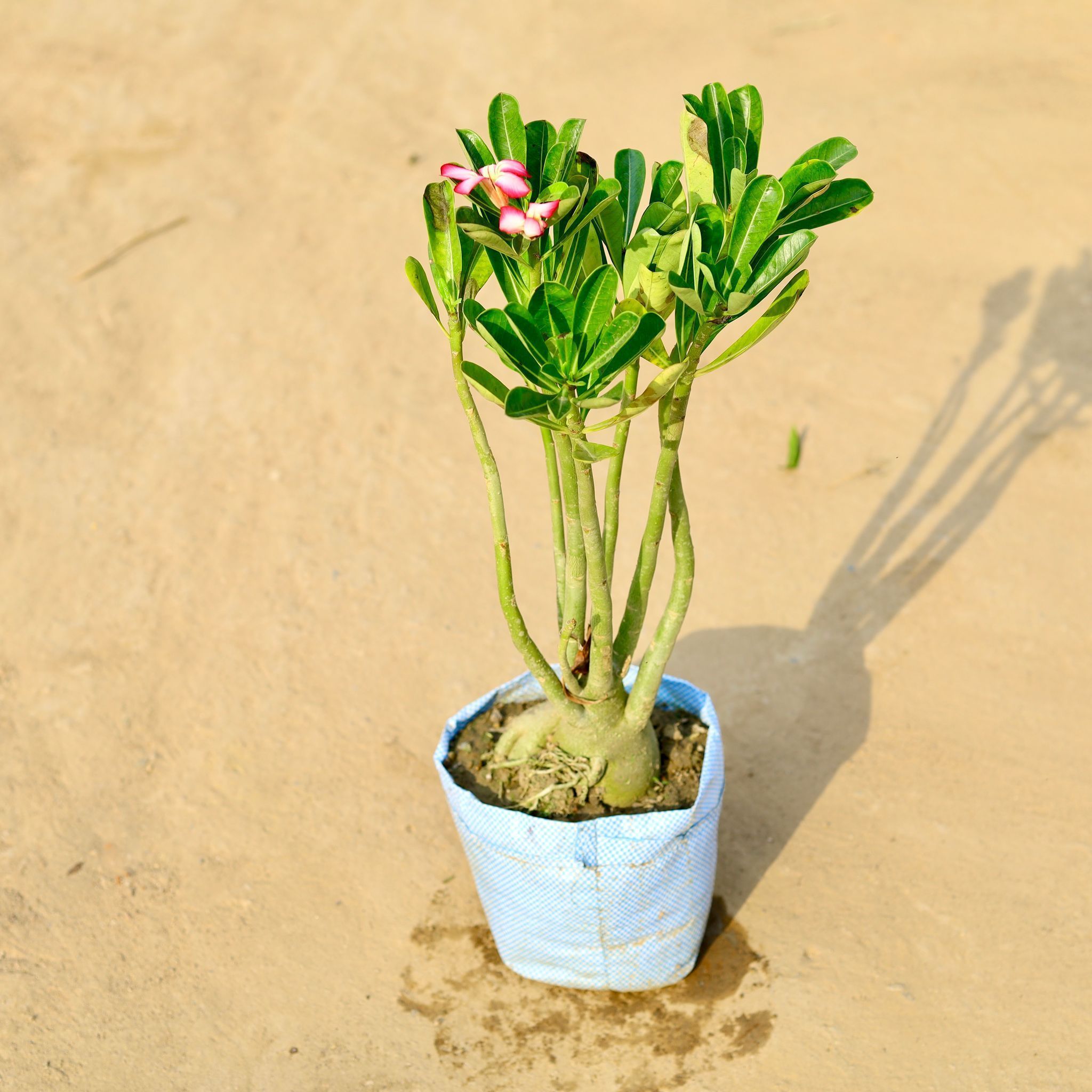 Adenium Bonsai (any colour) in 10 Inch Nursery Bag
