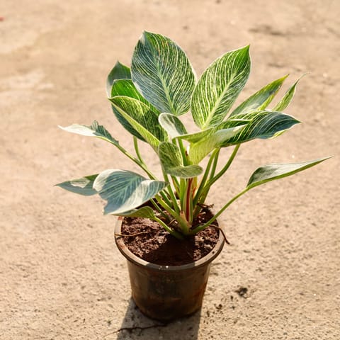 Philodendron Birkin in 6 Inch Nursery Pot