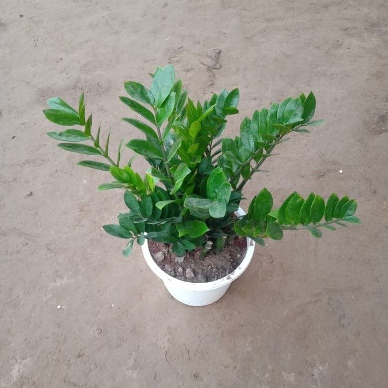 Zz Plant in 12 Inch White Nursery Pot Zz Plant in 12 Inch White Nursery Pot