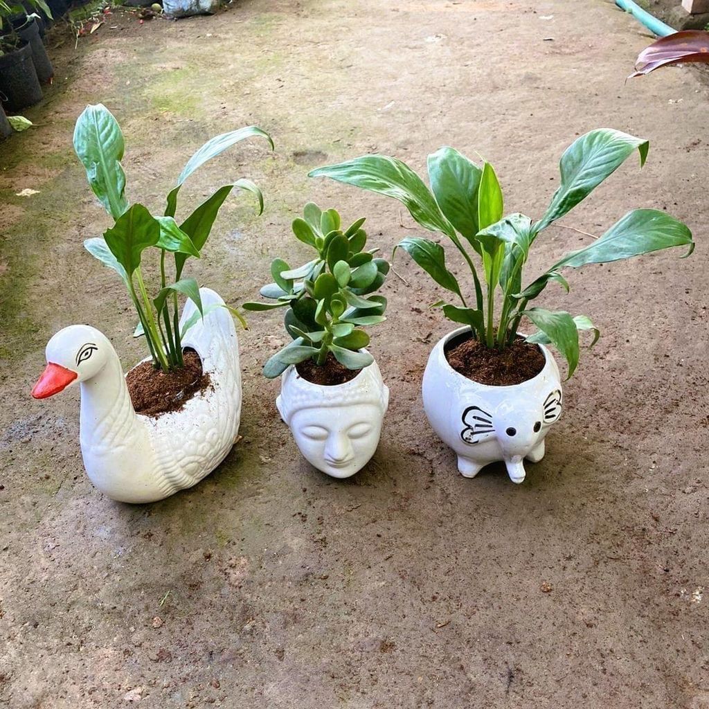 Set of 3 - 2 Peace Lily & 1 Dracaena Compacta in 5 Inch Unique Designer Ceramic Pots (design may vary)