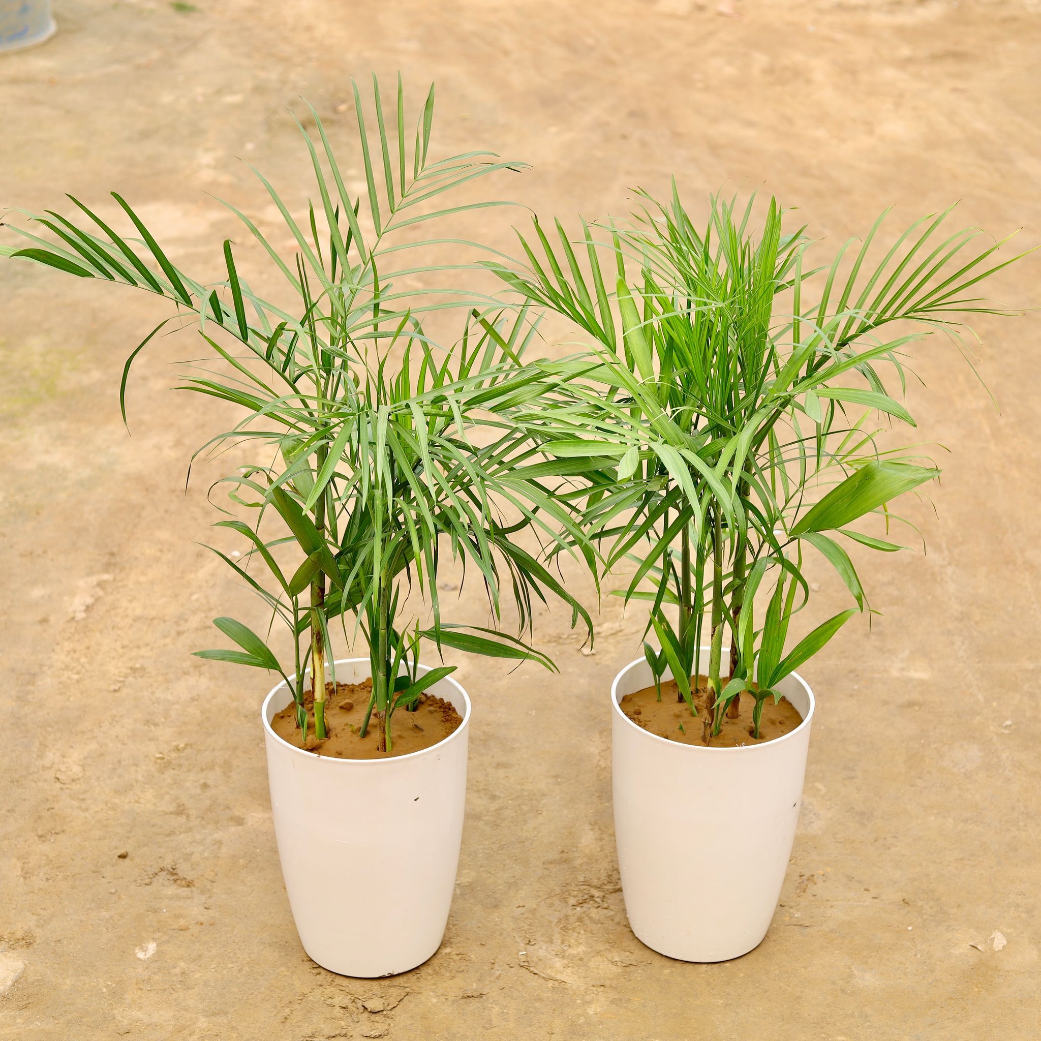 Bamboo Palm in 14 Inch White Round Tower Plastic Pot