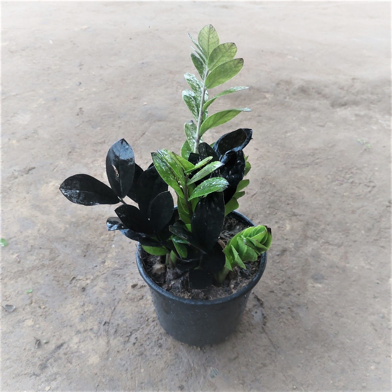 Zz Black in 6 Inch Nursery Pot