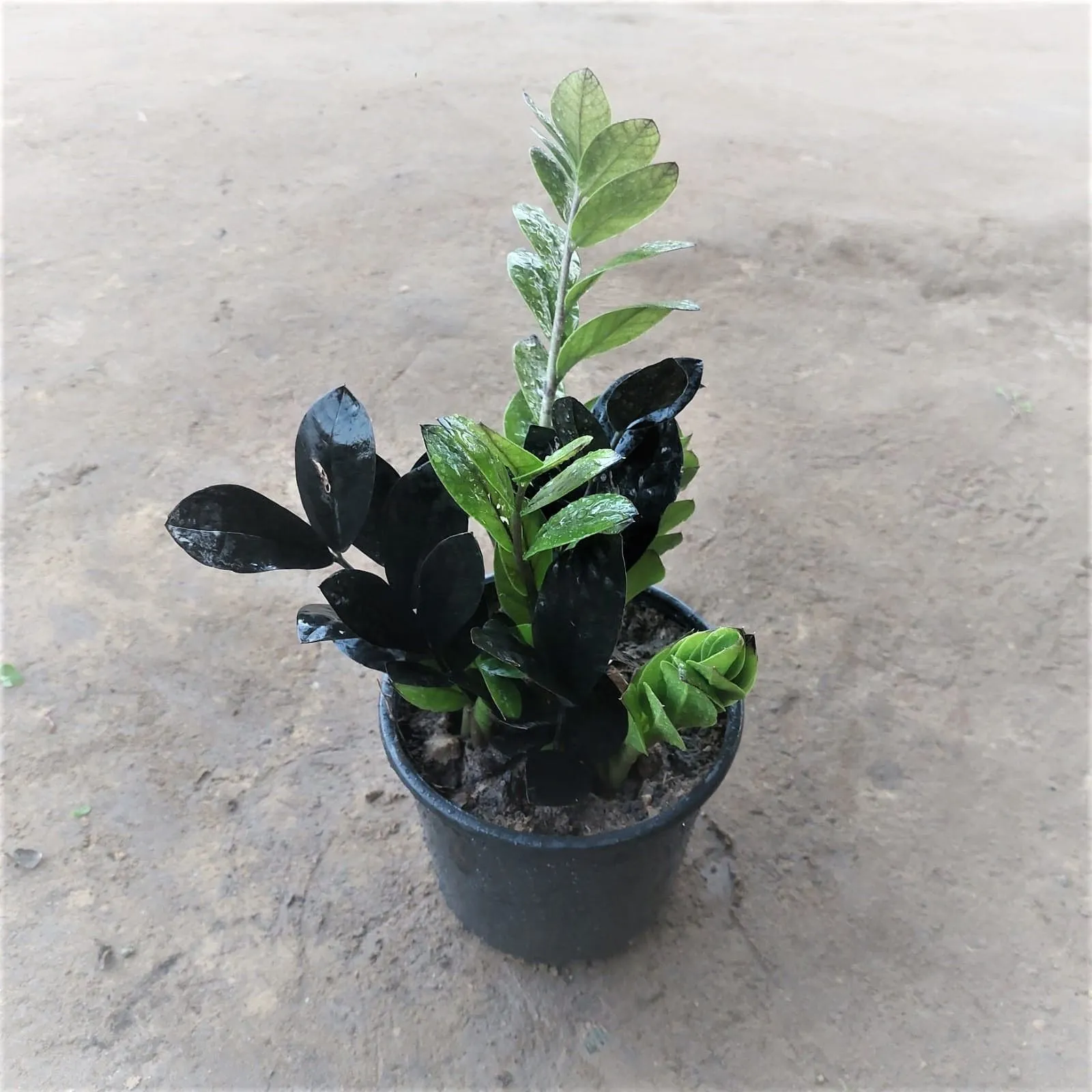 Zz Black in 6 Inch Nursery Pot
