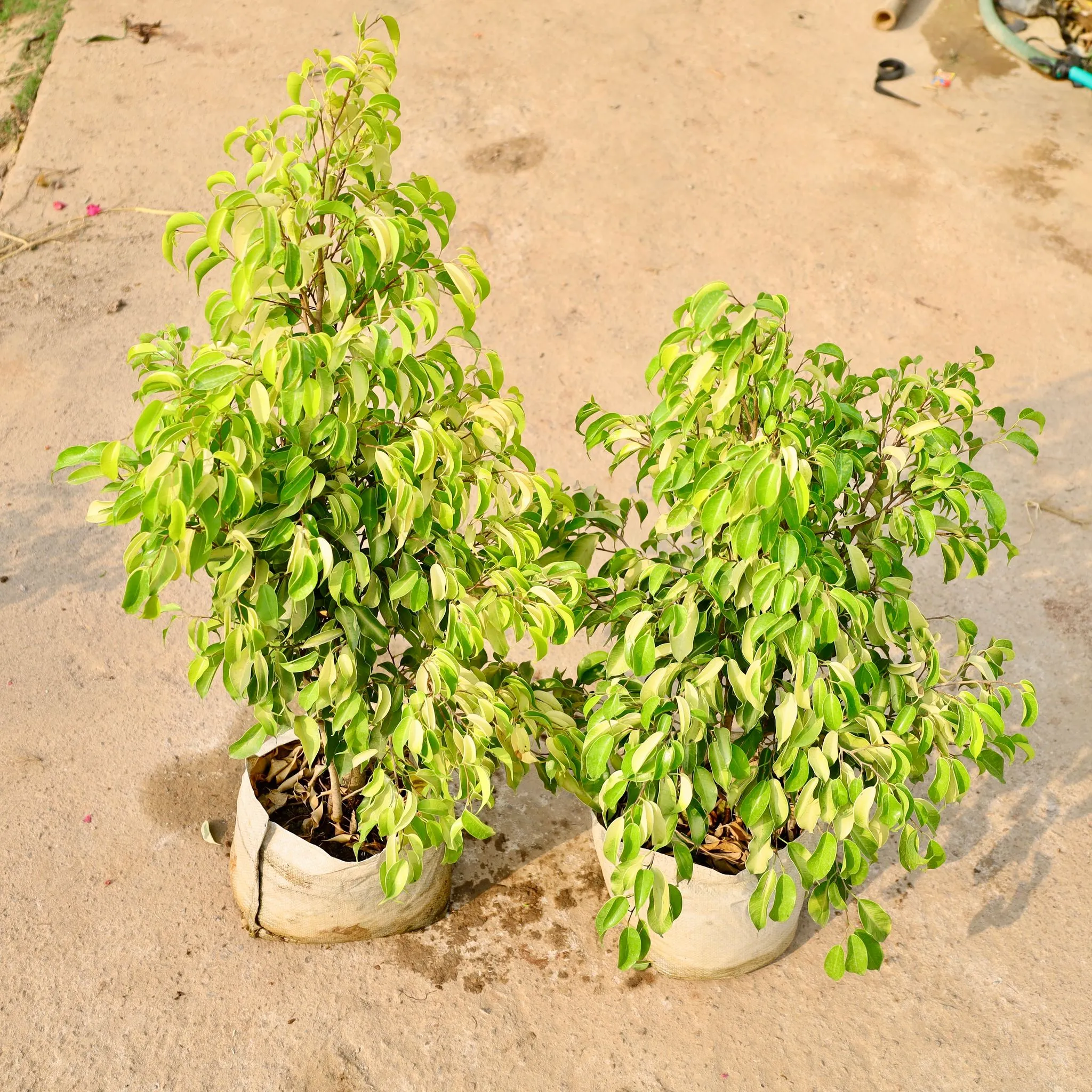 Set of 2 - Ficus Benjamina in 12 Inch Nursery Bag