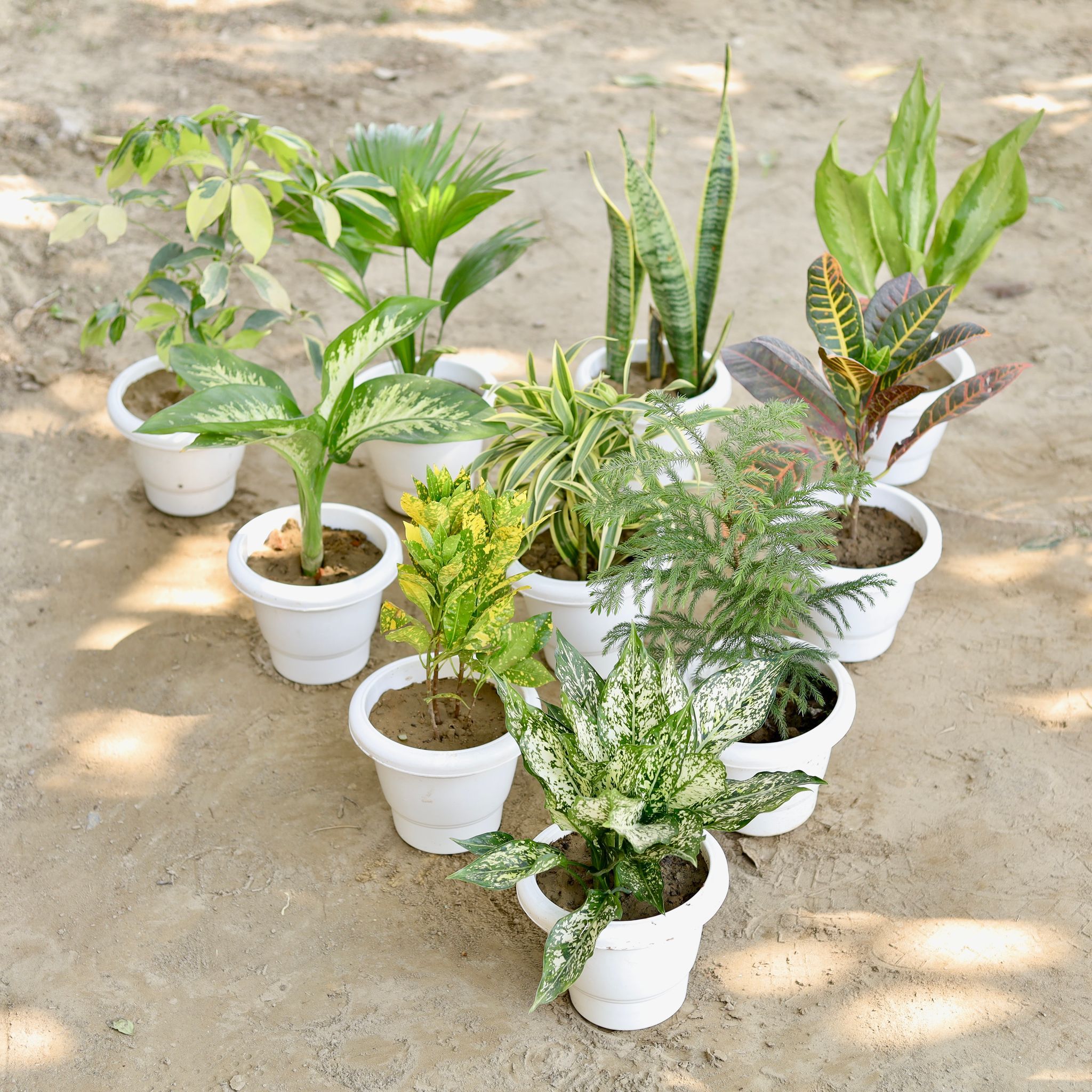 The Monochrome Jungle Combo - Set of 10 - Schefflera, China Palm, Snake Plant, Aglaonema, Dieffenbachia, Song Of India, Croton, Baby Croton, Aglaonema Snow White, Araucaria / Christmas Tree in 8 Inch Classy White Plastic Pot