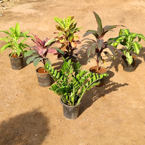 Balcony Delight Set of 6 - Dracaena Limelight, Cordyline Broad Leaf Red, Rosea, Fragrans, Zz Green & Croton Petra in 8 Inch Nursery Pot
