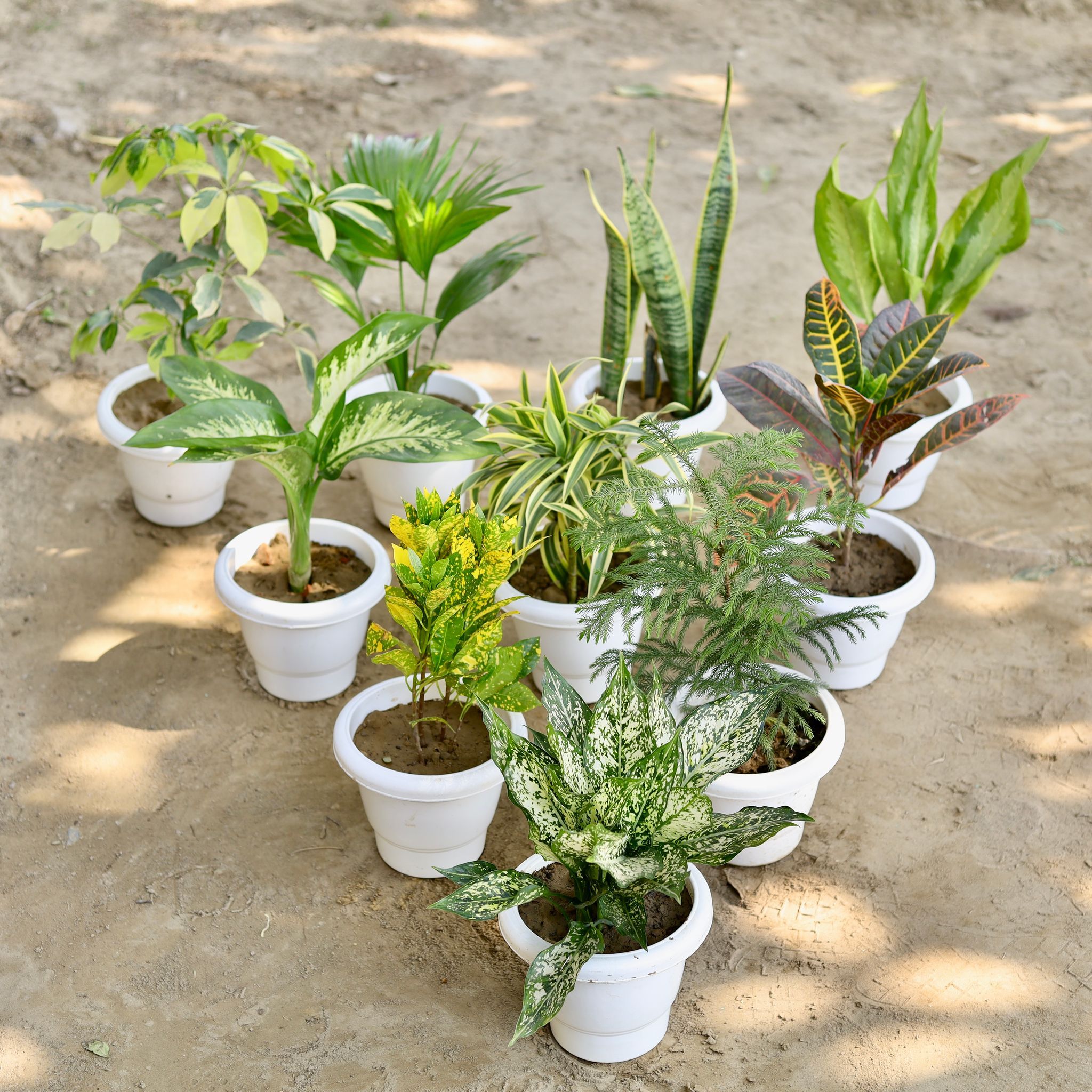 The Cloud Forest Set - Aglaonema Snow White, Araucaria / Christmas Tree, Croton, Aglaonema , Snake Plant, China Palm, Schefflera Green, Dieffenbachia, Baby Croton, Song Of India in 8 Inch Classy White Plastic Pot