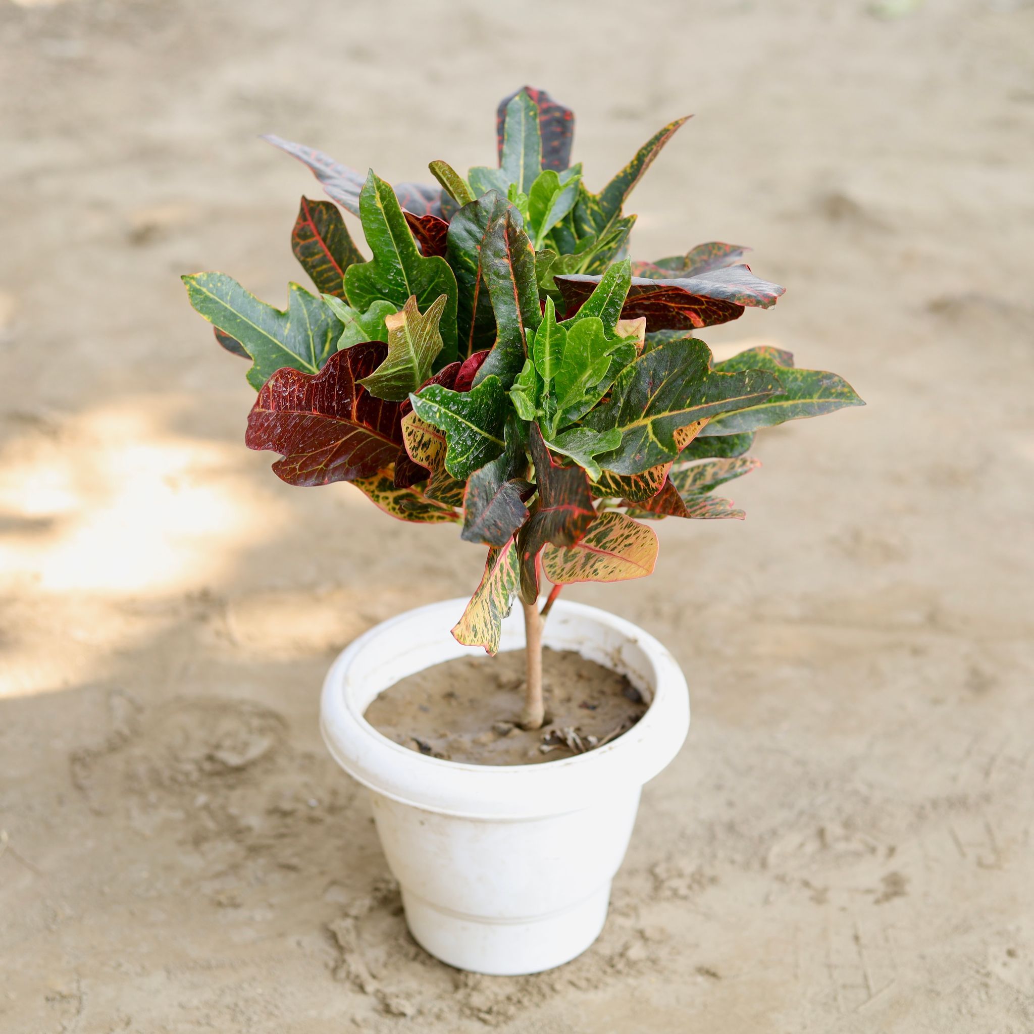 Croton Petra in 8 Inch Classy White Plastic Pot