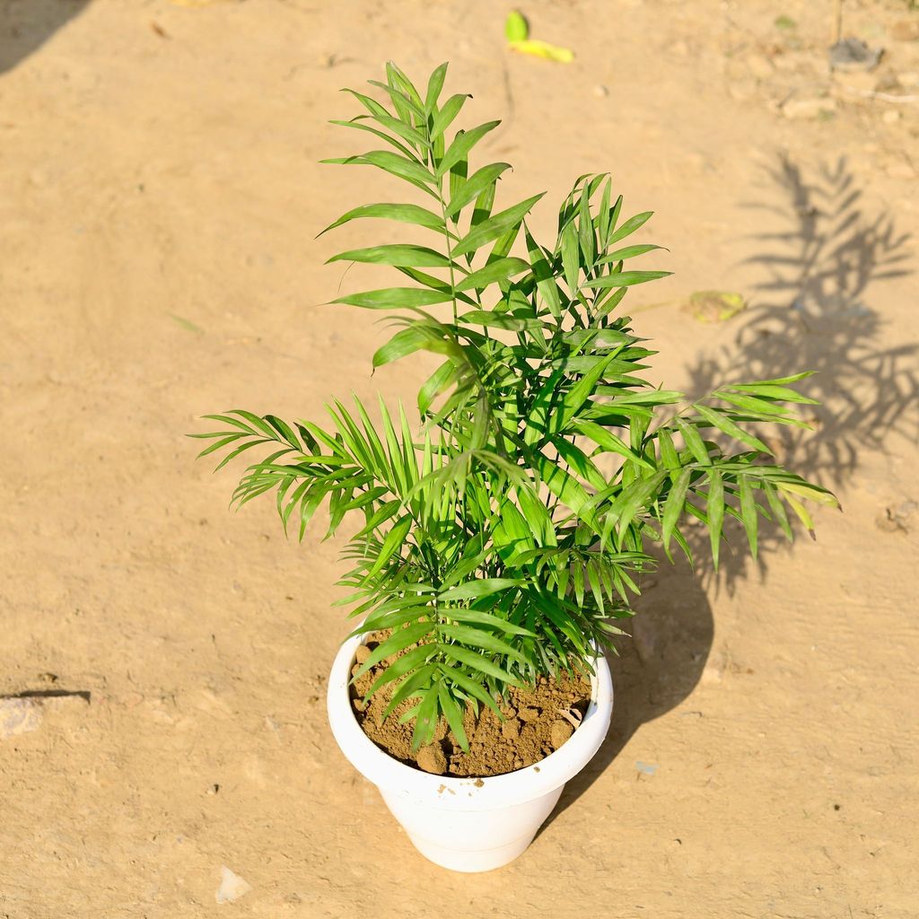 Buy Chamaedorea Bushy Palm in 8 Inch Classy White Plastic Pot Online | Urvann.com Chamaedorea Bushy Palm in 8 Inch Classy White Plastic Pot