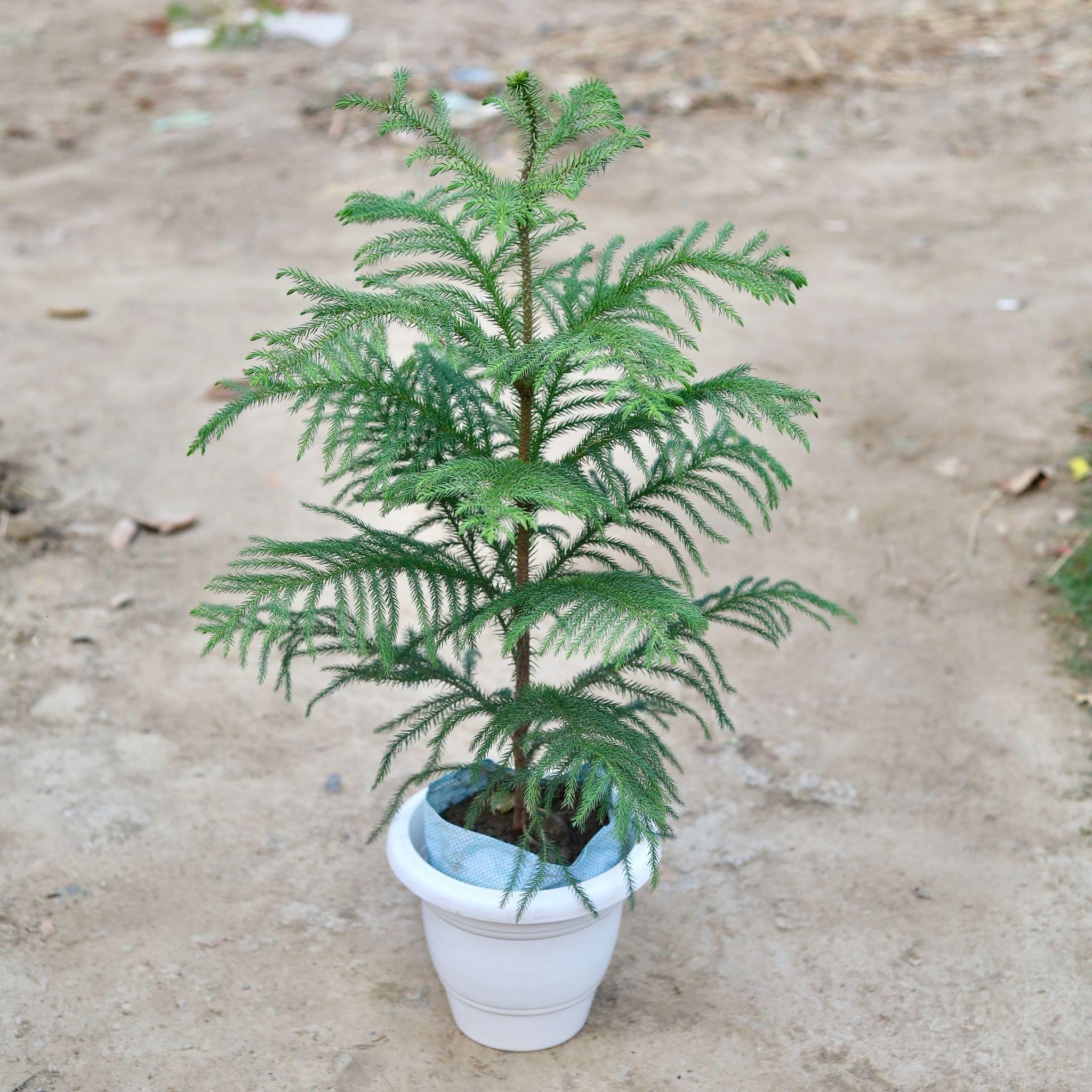 Araucaria / Christmas Tree in 10 Inch Classy White Plastic Pot
