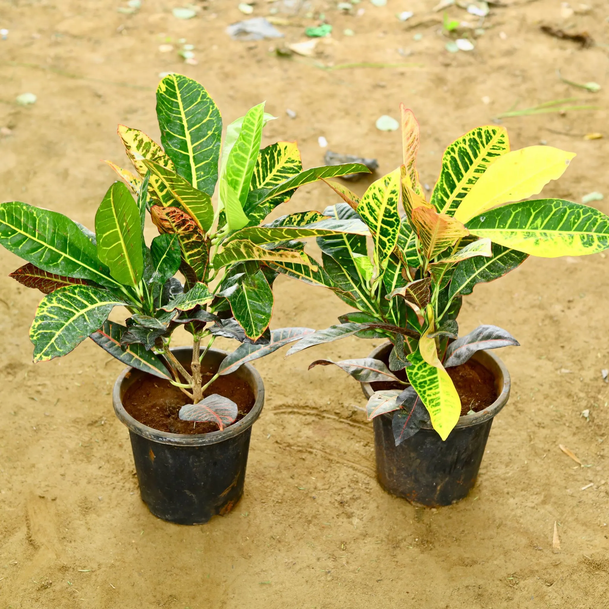 Set of 2 - Croton Petra in 8 Inch Nursery Pot