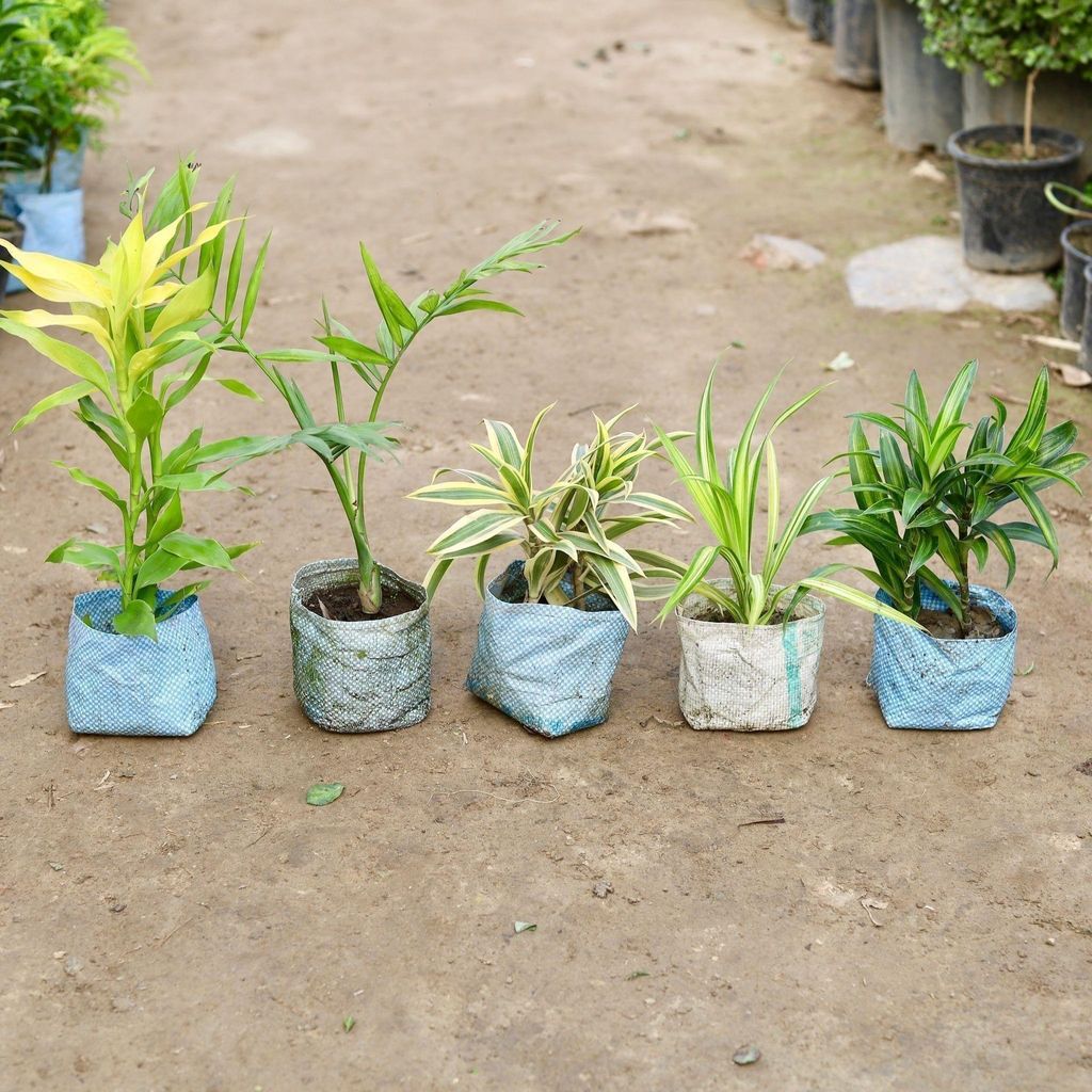 Buy Indoor Plants Combo - Set of 5 - (Lucky Bamboo, Chamaedorea Palm, Song of India,Pendanus & Dracaena Green) in 5 Inch Nursery Bag Online | Urvann.com Indoor Plants Combo - Set of 5 - (Lucky Bamboo, Chameadorea Palm, Song of India, Pandanus & Dracaena Green) in 5 Inch Nursery Bag