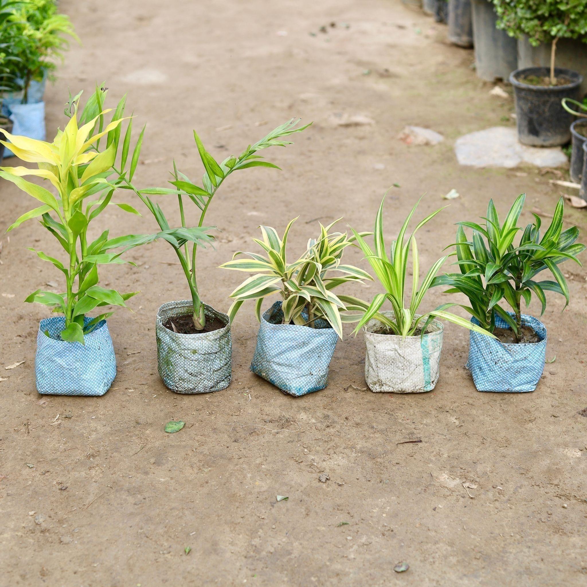 Indoor Plants Combo - Set of 5 - (Lucky Bamboo, Chameadorea Palm, Song of India, Pandanus & Dracaena Green) in 5 Inch Nursery Bag