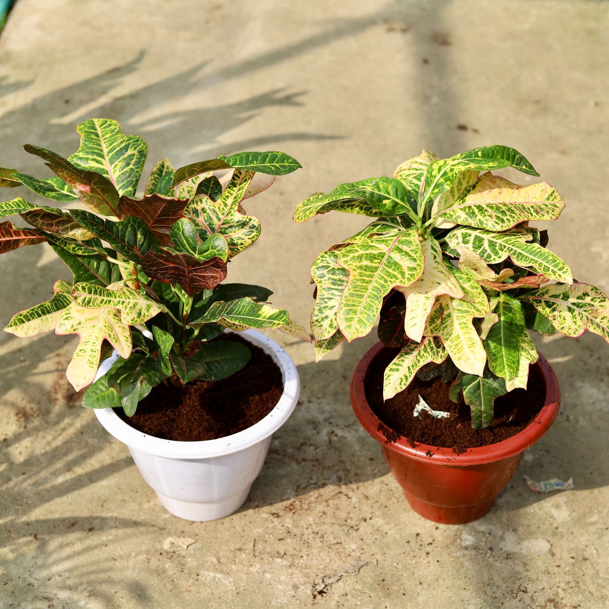 Set of 2 - Croton Oakleaf in 10 Inch Classy Red & White Plastic Pot