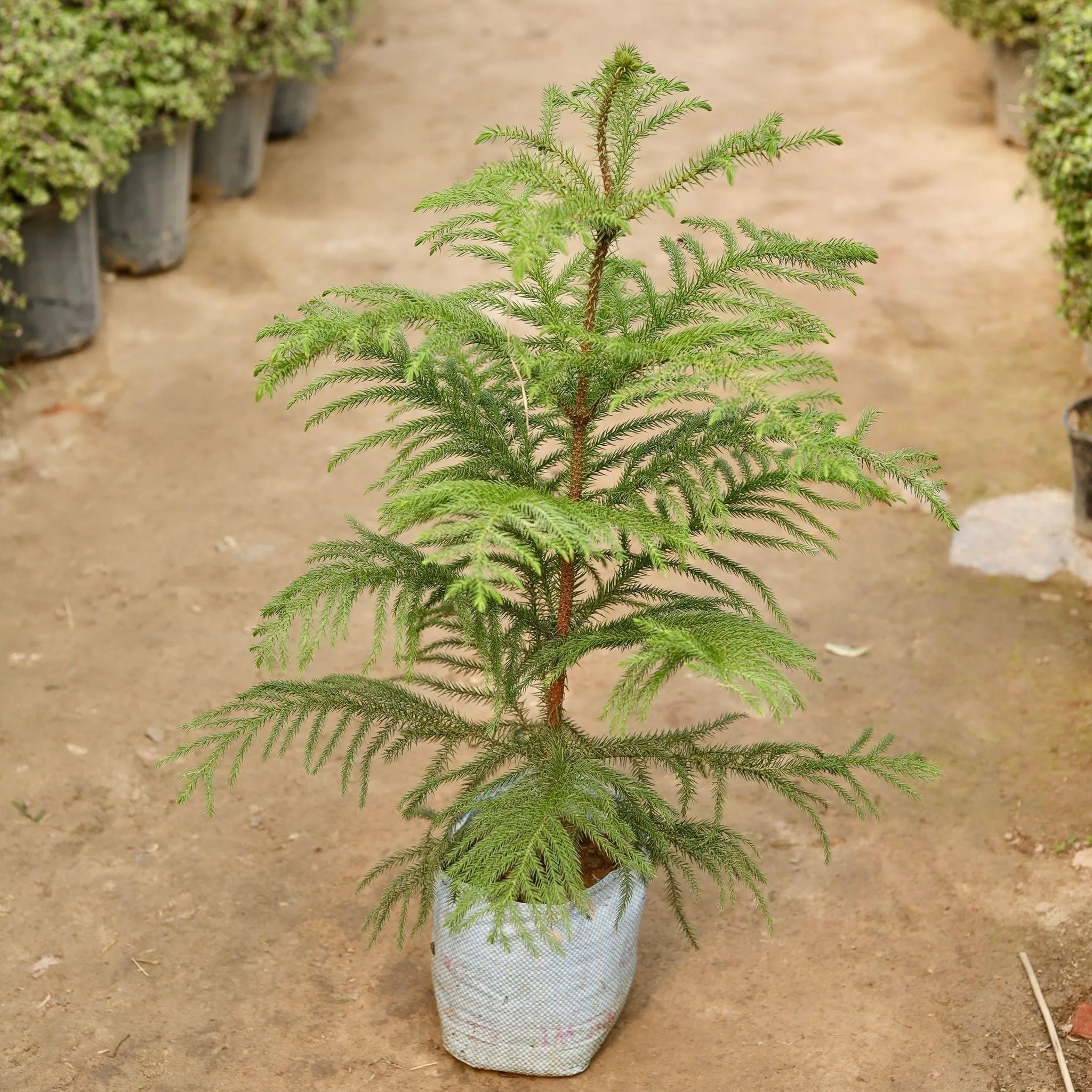 Araucaria / Christmas Tree in 8 Inch Nursery Bag