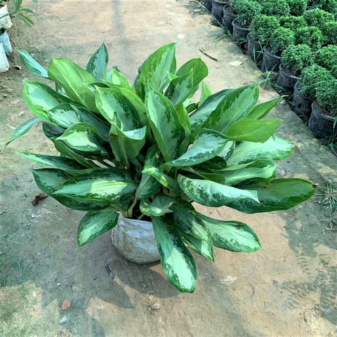 Mother Aglaonema in 12 Inch Nursery Bag