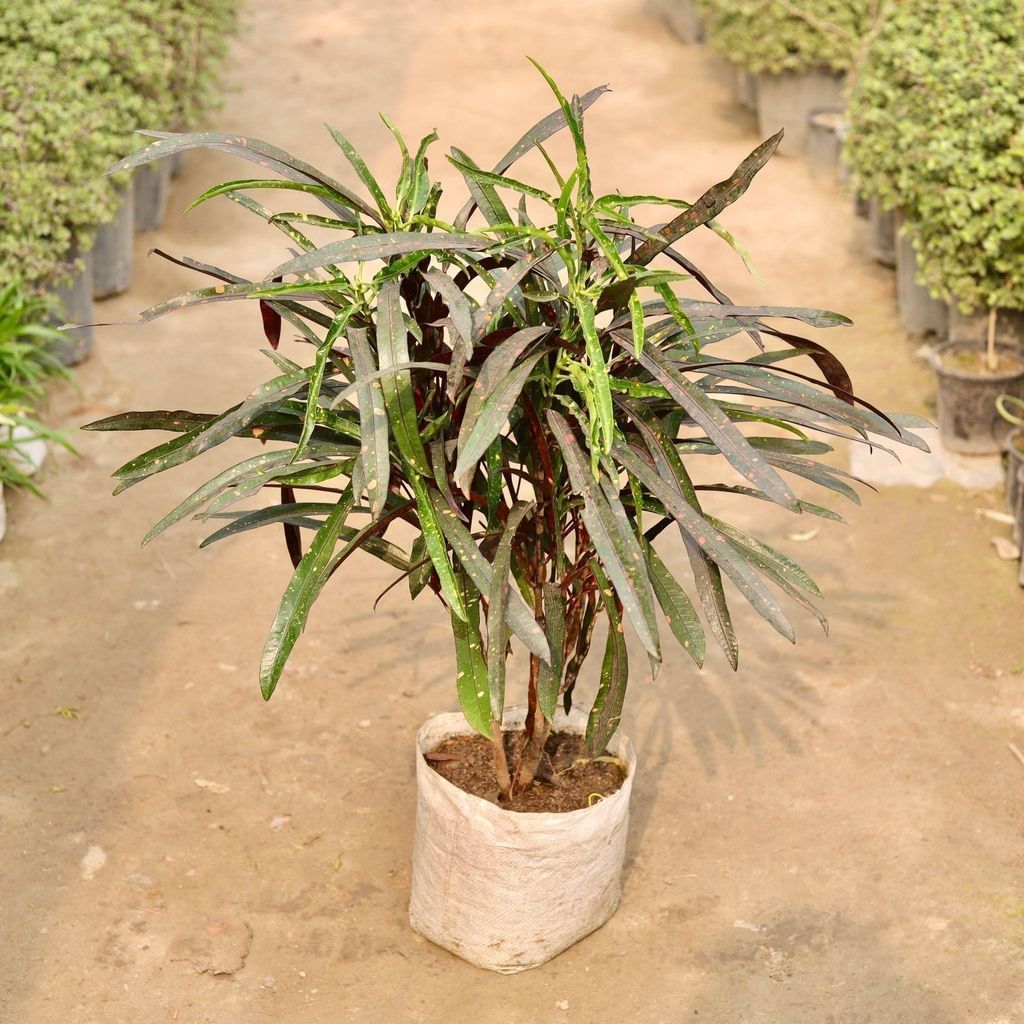 Buy Croton Zanzibar Green in 10 Inch Nursery Bag Online | Urvann.com Croton Challenger Green in 10 Inch Nursery Bag