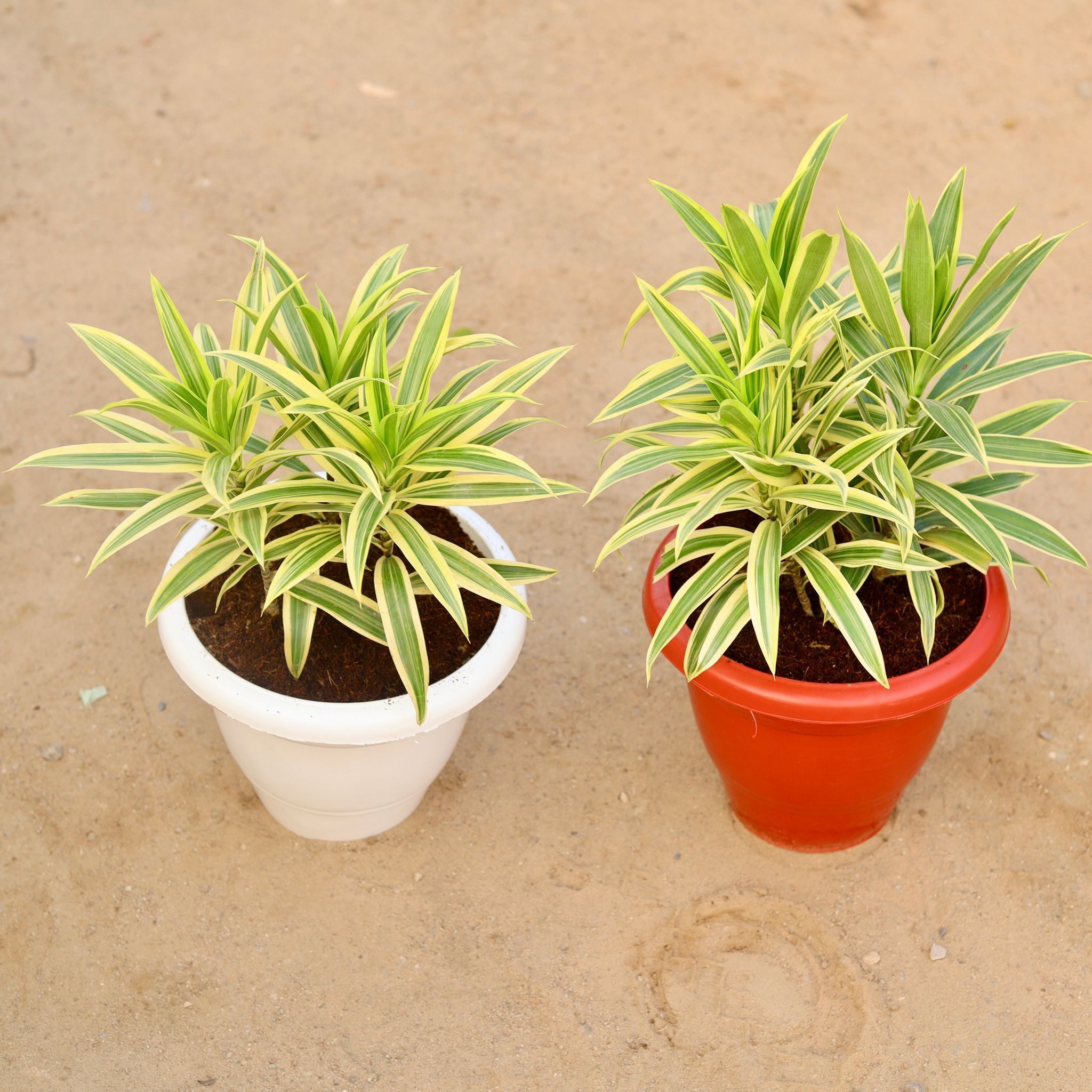 Set of 2 - Song Of India in 10 Inch Classy Plastic Pot (any colour)