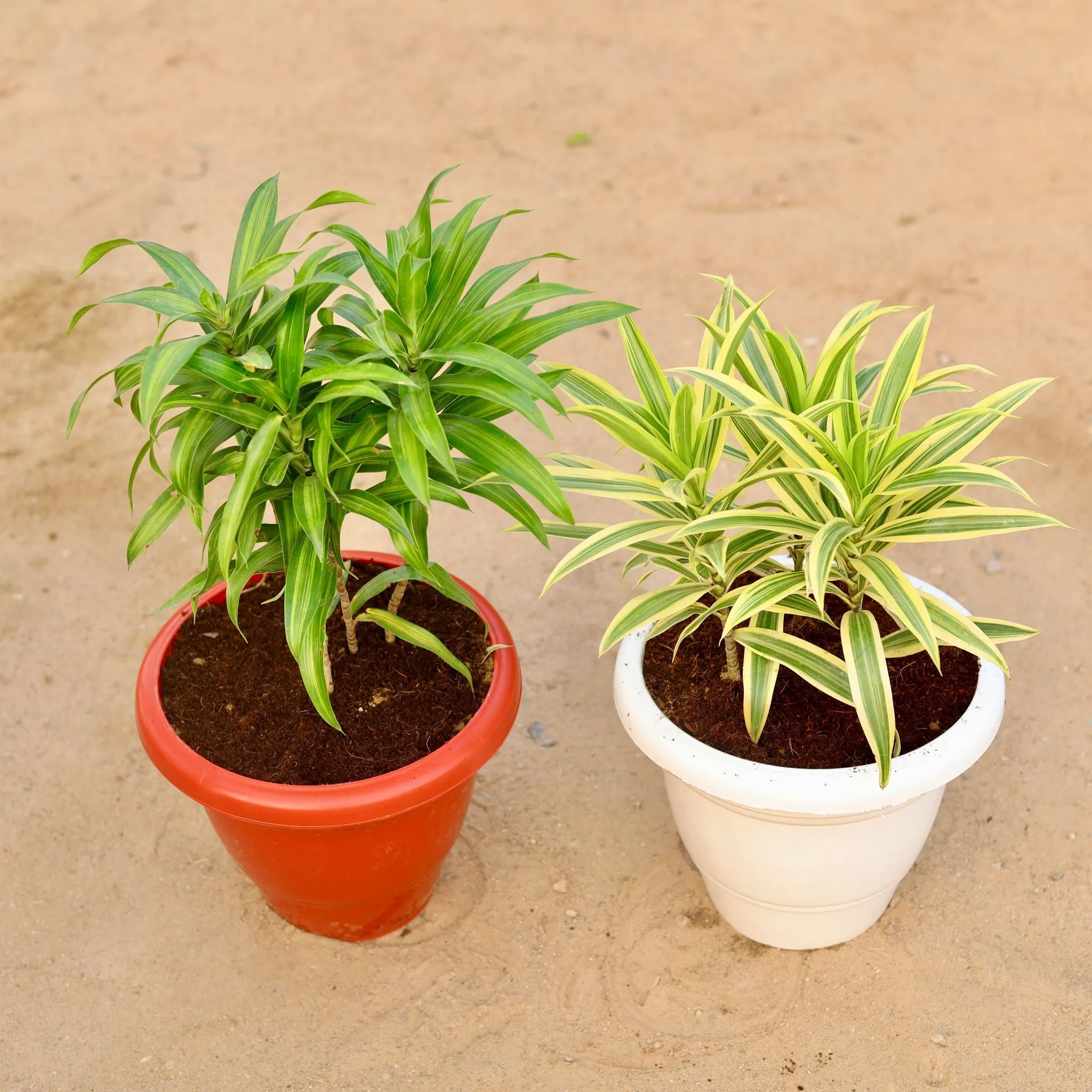 Set of 2 - Song Of India Green & Yellow in 10 Inch Classy Plastic Pot (any colour)
