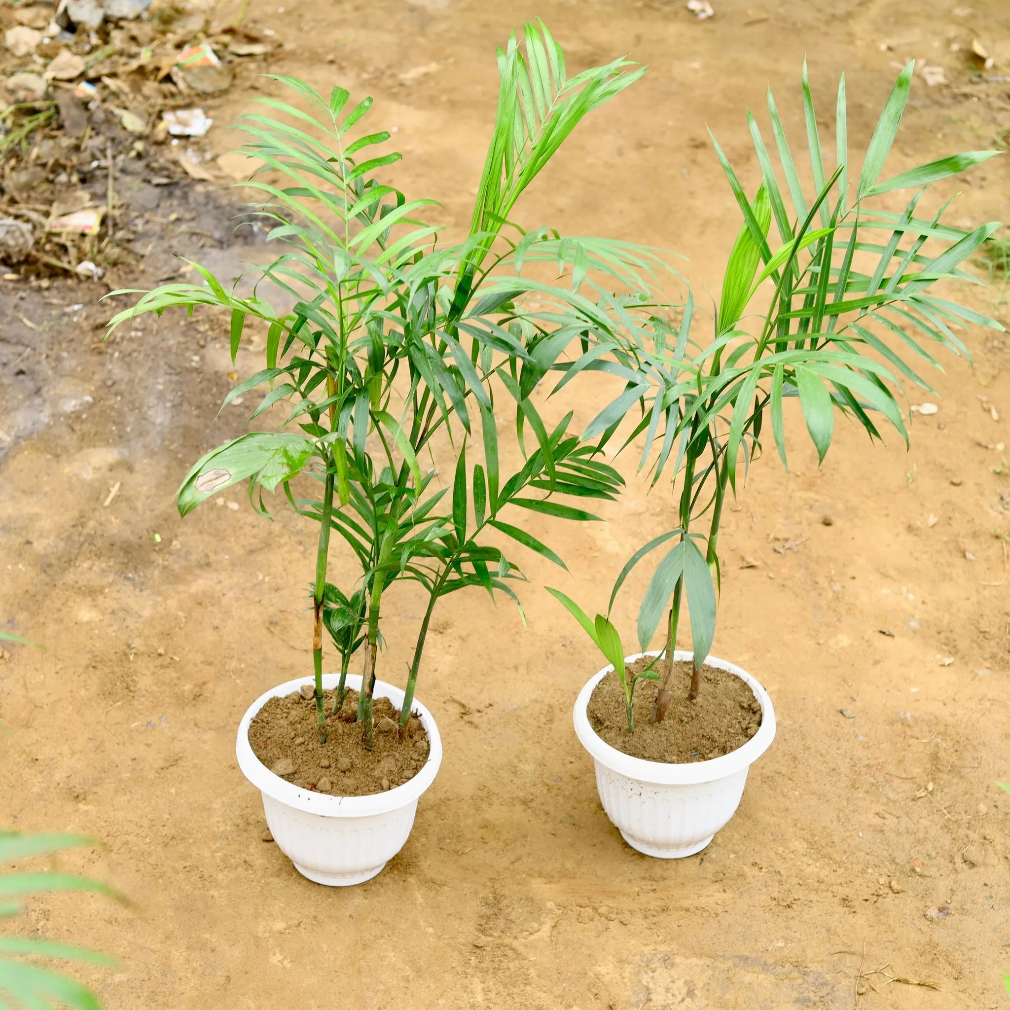 Set of 2 - Chikotiya / Sepotia Palm (~ 3 Ft) in 10 Inch White Olive Plastic Pot