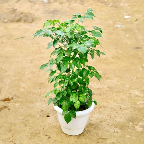 Radermachera / China Doll in 10 Inch White Classy Plastic Pot