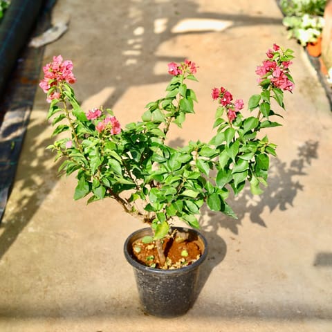 Bougainvillea Thai in 8 Inch Nursery Pot