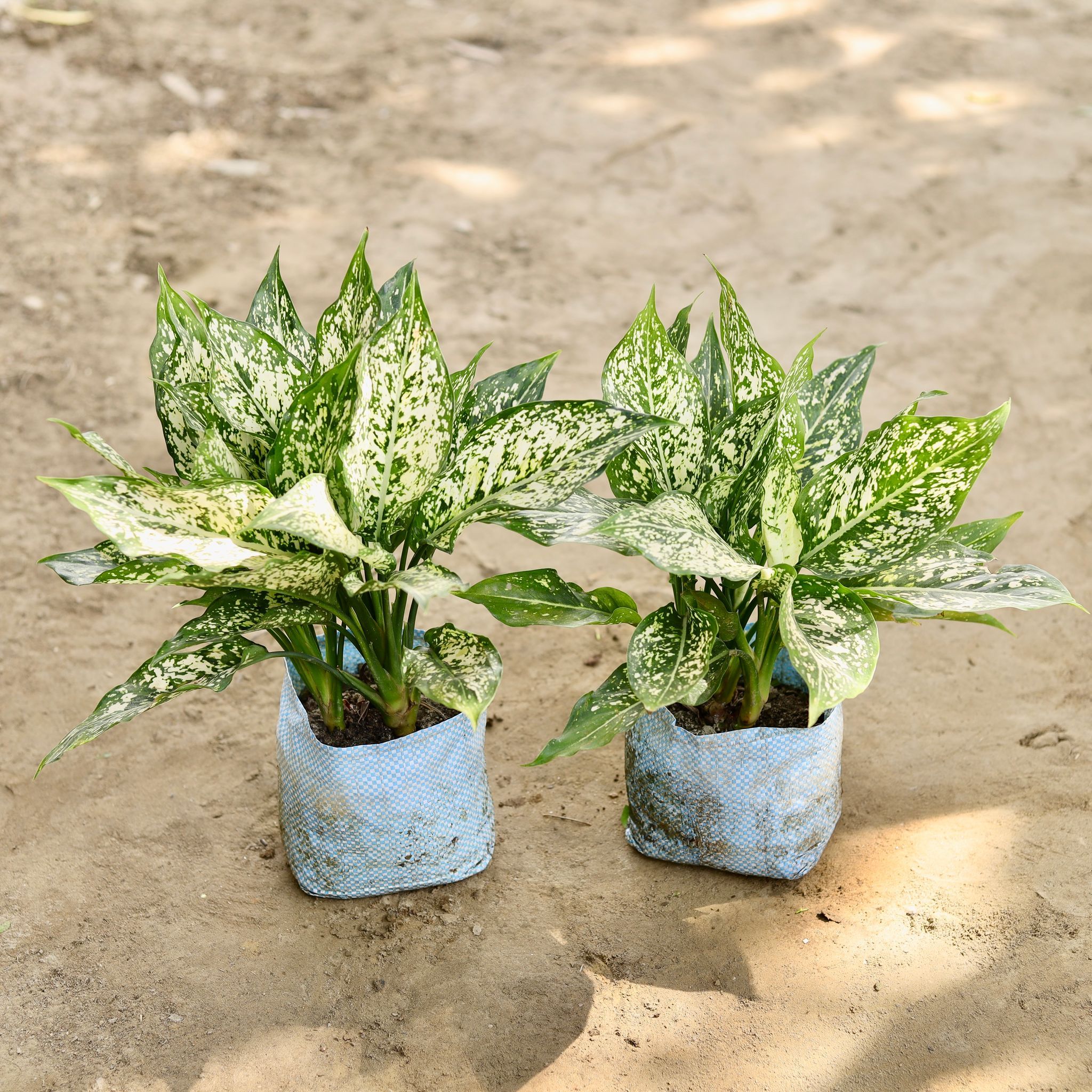 Set of 2 - Aglaonema Snow White in 7 Inch Nursery bag