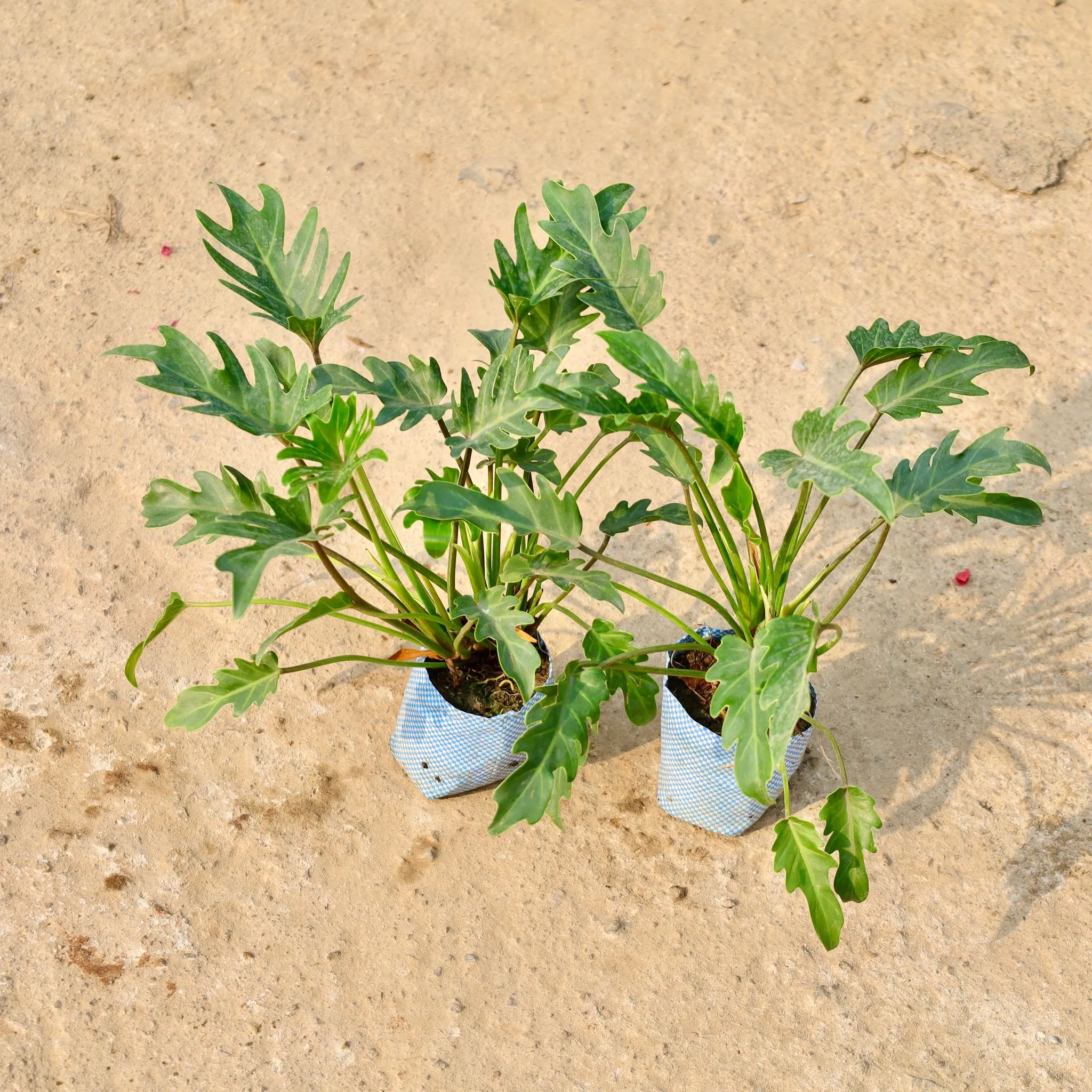 Set of 2 - Xanadu in 8 Inch Nursery Bag