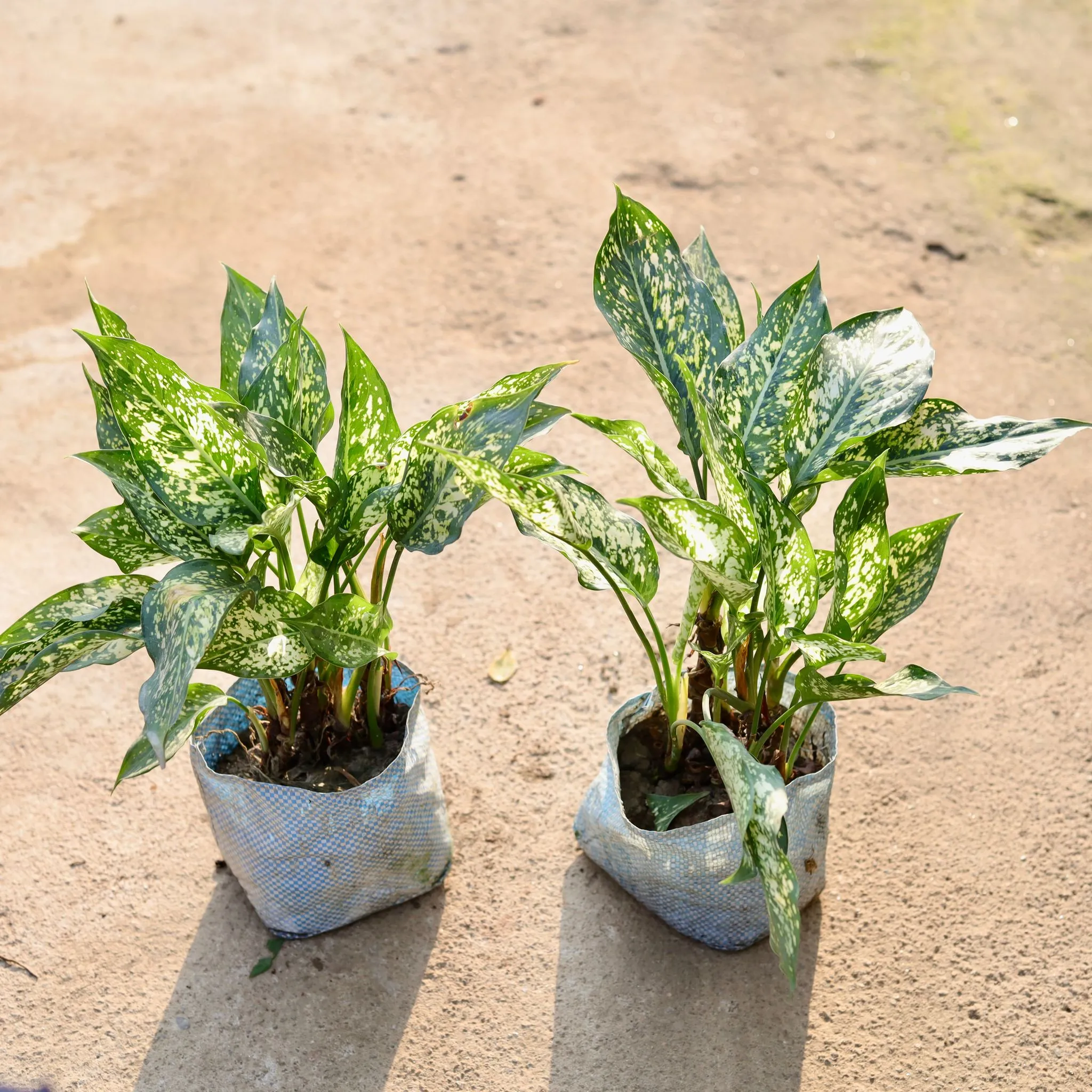 Set of 2 - Aglaonema Snow White in 8 Inch Nursery Bag