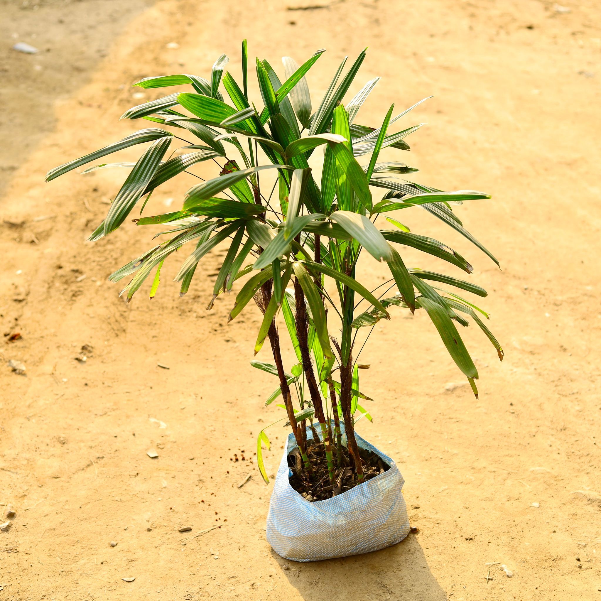 Raphis Palm in 10 Inch Nursery Bag