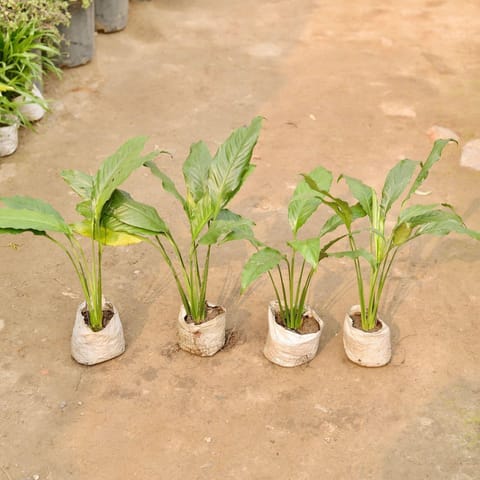 Set of 4 - Peace Lily in 5 Inch Live Plant Nursery Bag